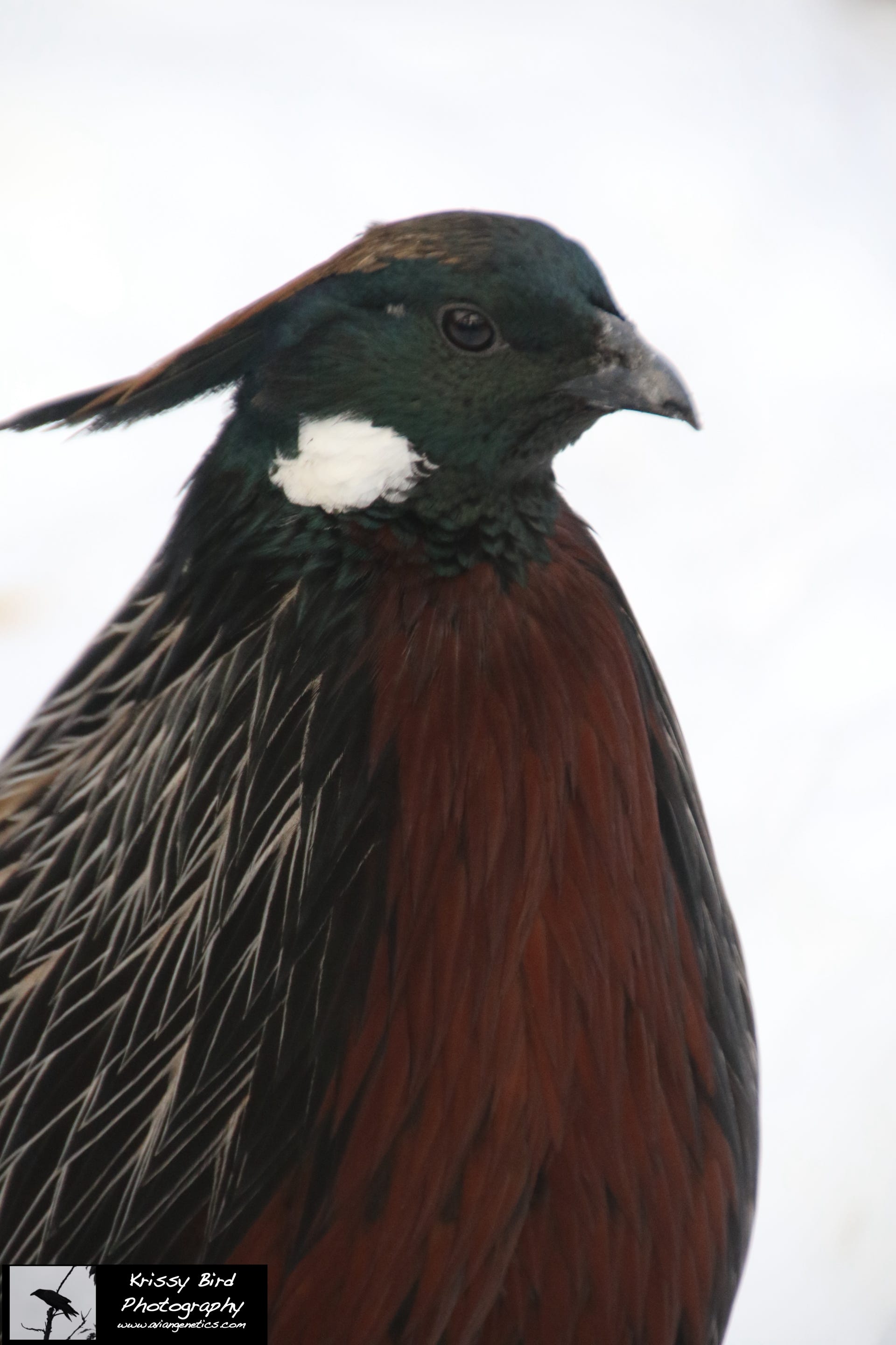 Pheasant Ridge - Koklass Male