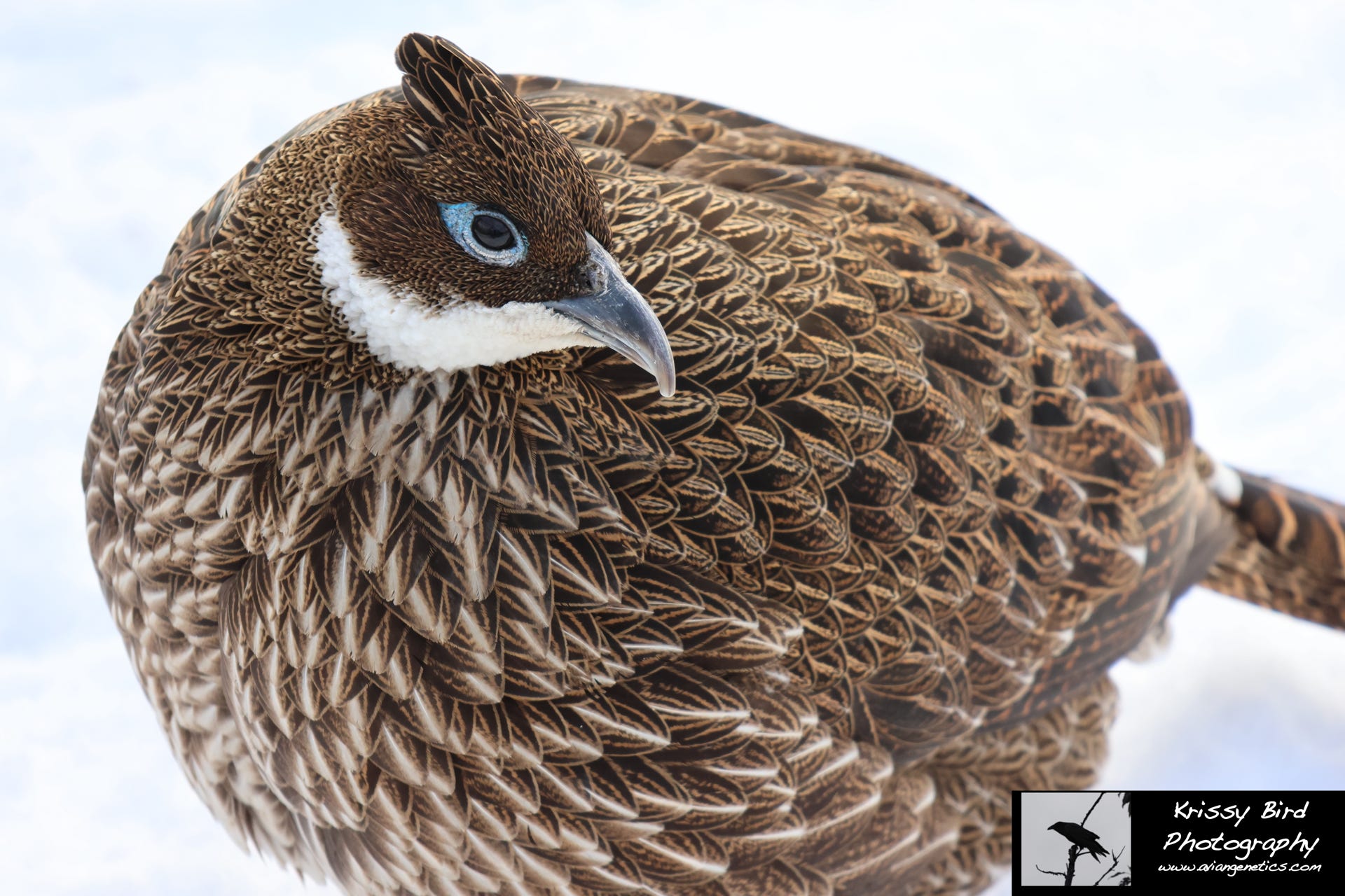 Pheasant Ridge Impeyan Pheasant Female