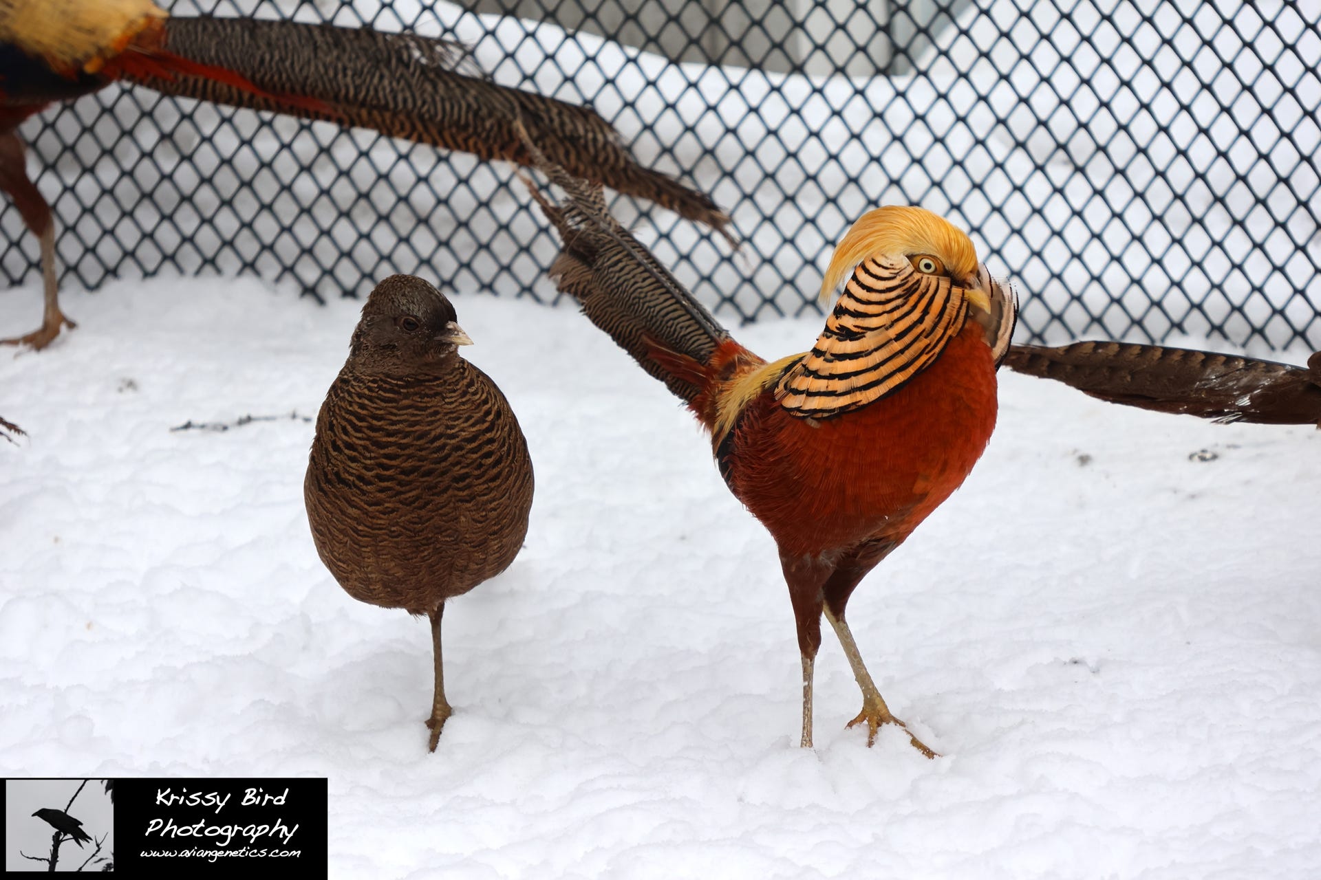 Pheasant Ridge - Flame Golden Pheasant Male & Female