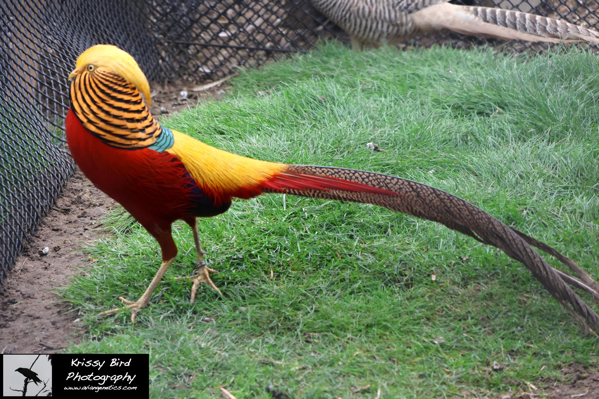 Pheasant Ridge Red Golden Pheasant Male