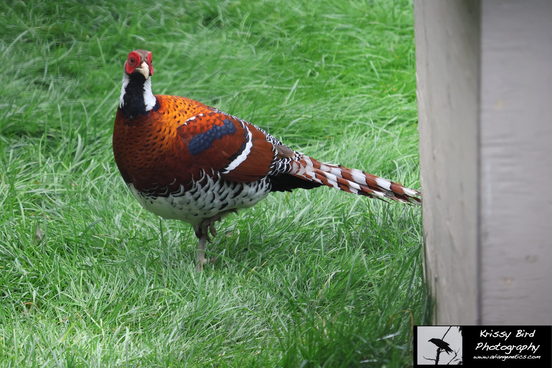 Pheasant Ridge Elliot Pheasant Male