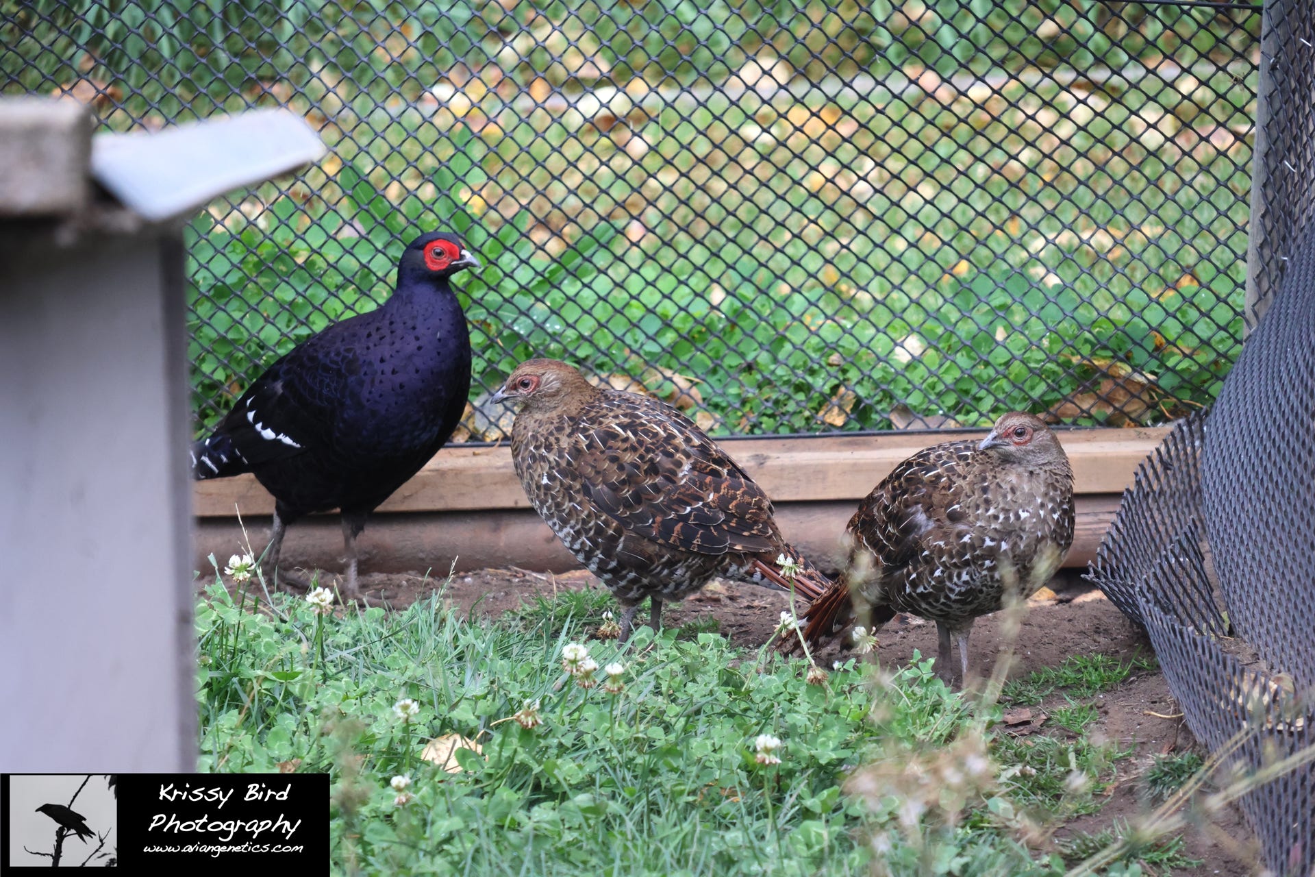 Pheasant Ridge - Mikado Pheasant Trio