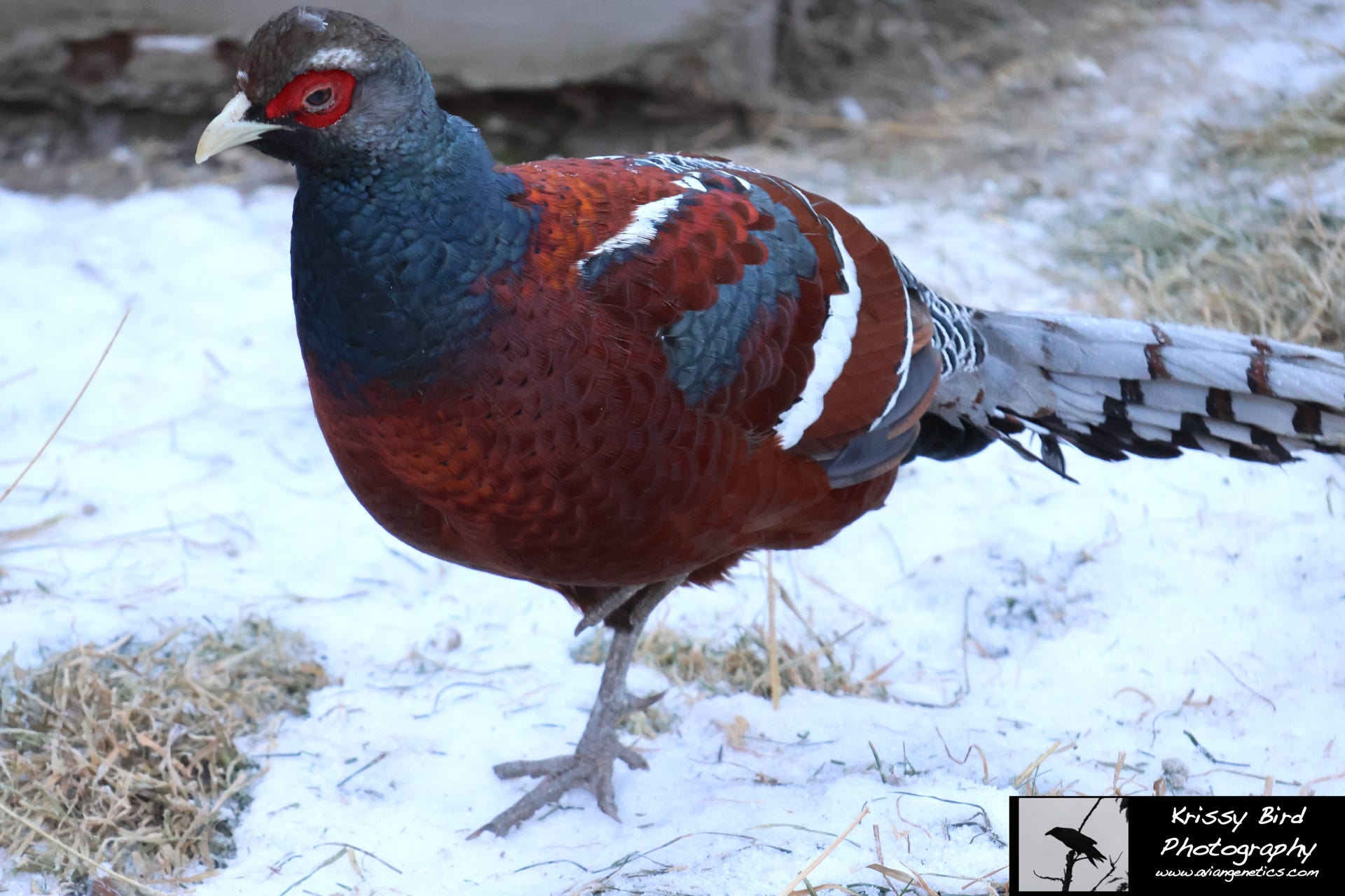 Pheasant Ridge - Humes Pheasant Male