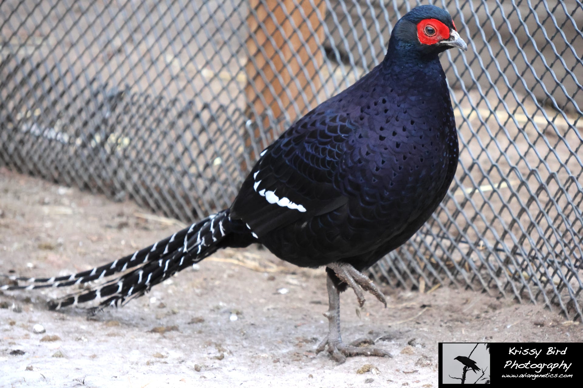 Pheasant Ridge - Mikado Pheasant Male