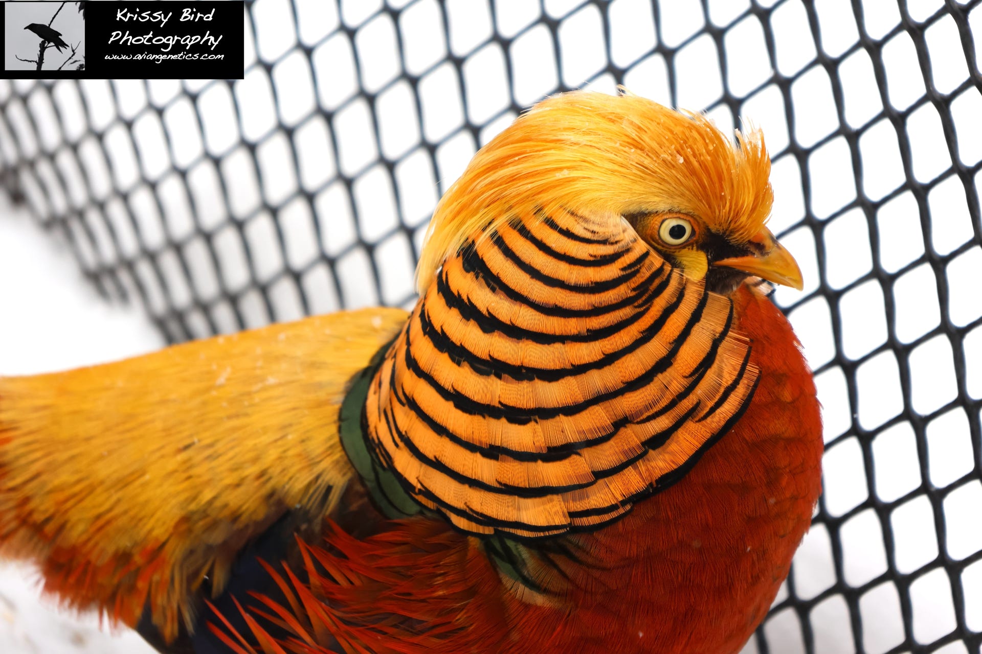 Pheasant Ridge - Flame Golden Pheasant Male