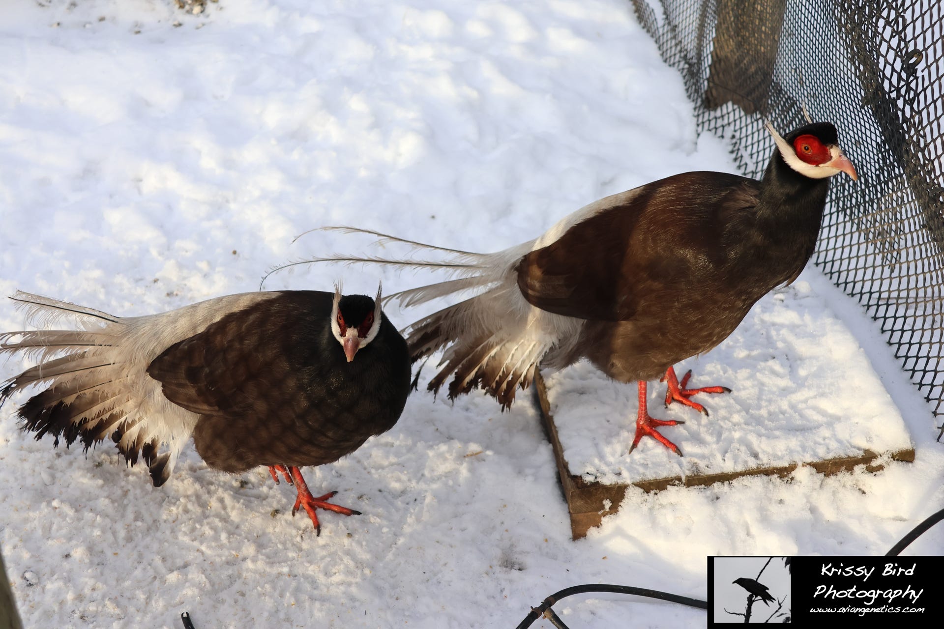 Pheasant Ridge - Brown Eared Pheasant Pair