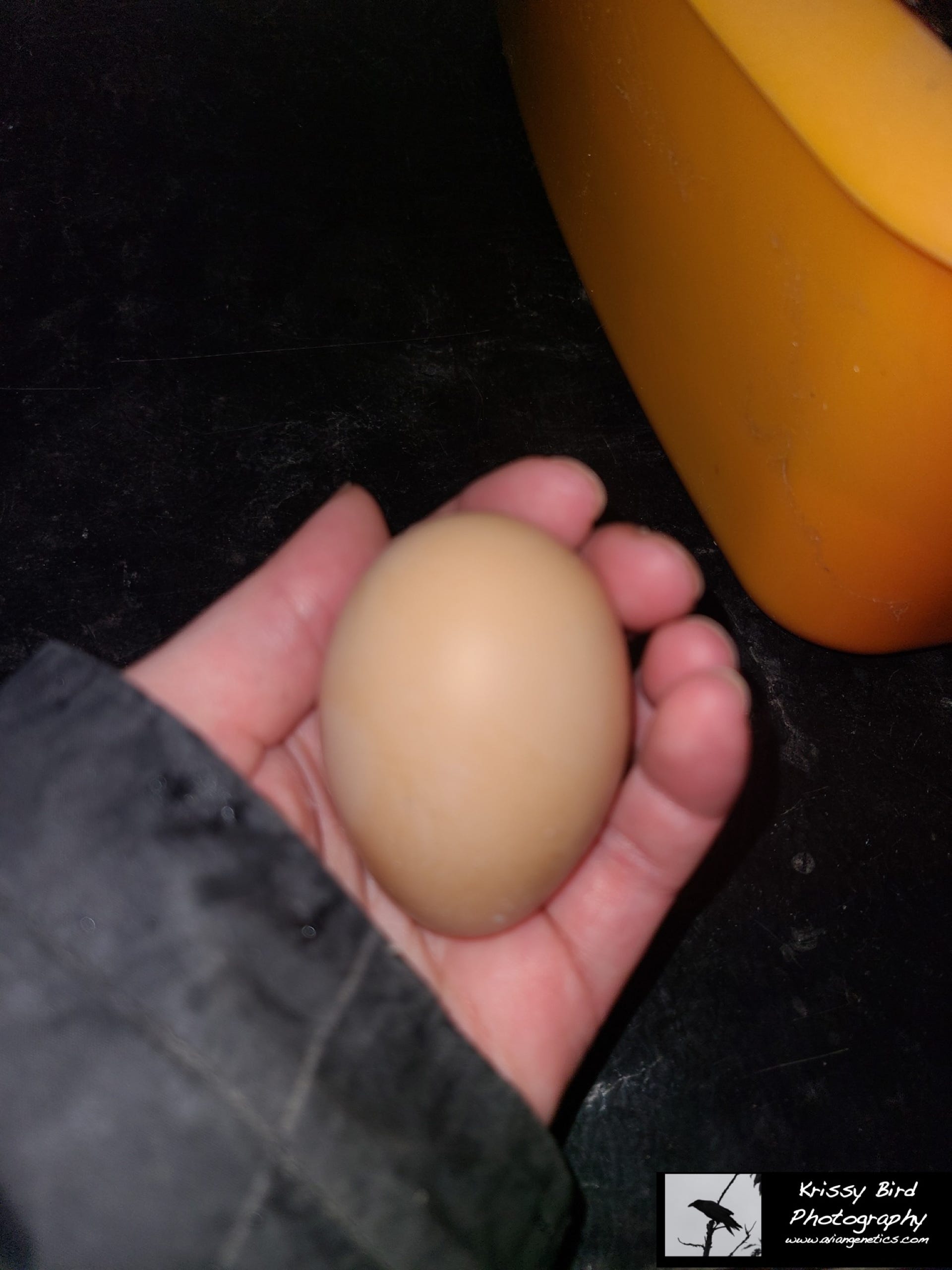 Pheasant Ridge - Swinhoe Pheasant Egg