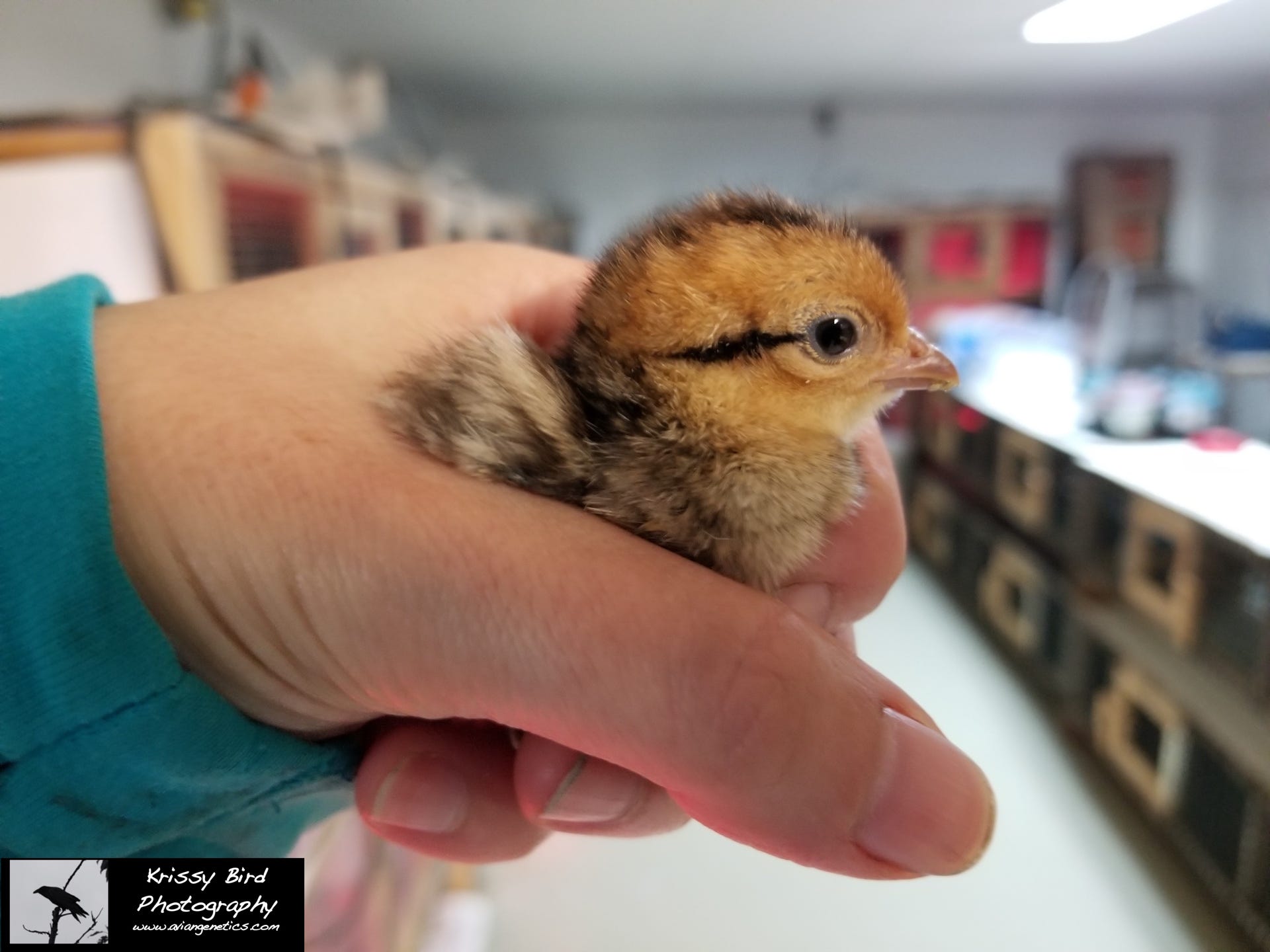 Pheasant Ridge - Reeves Pheasant Chick