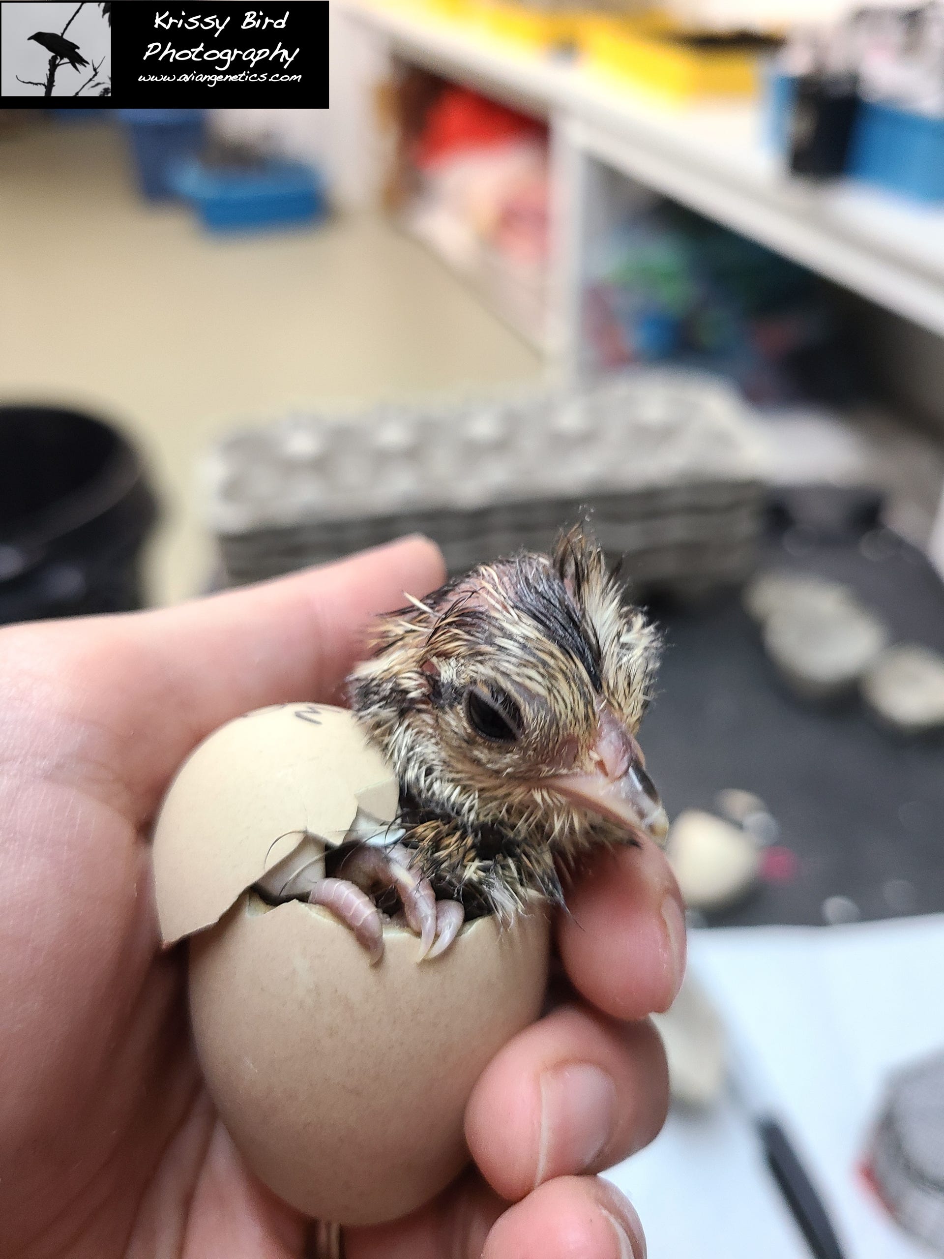Pheasant Ridge - Cheer Pheasant Chick Hatching