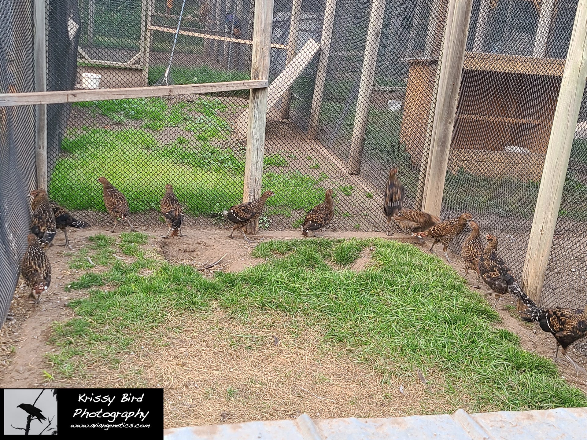 Pheasant Ridge - Mikado Pheasant Chicks