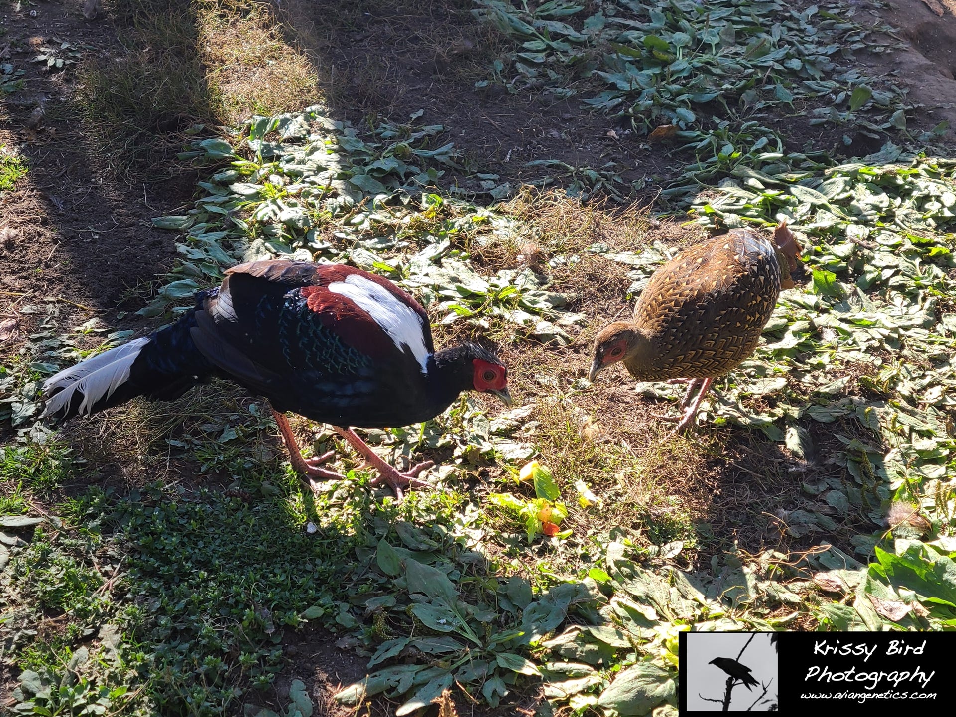 Pheasant Ridge - Swinhoe Pheasant Pair