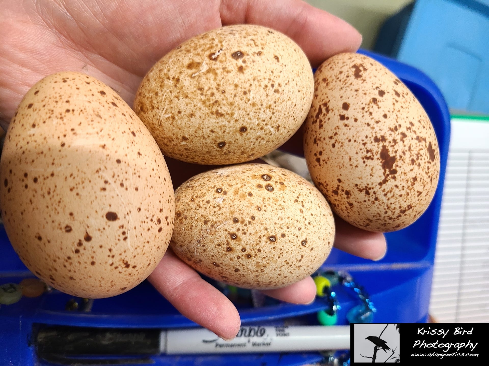 Pheasant Ridge - Impeyan Pheasant Egg