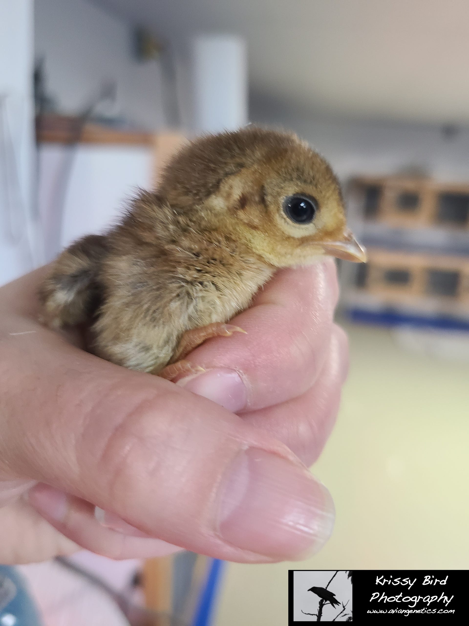 Pheasant Ridge - Red Golden Pheasant Chick