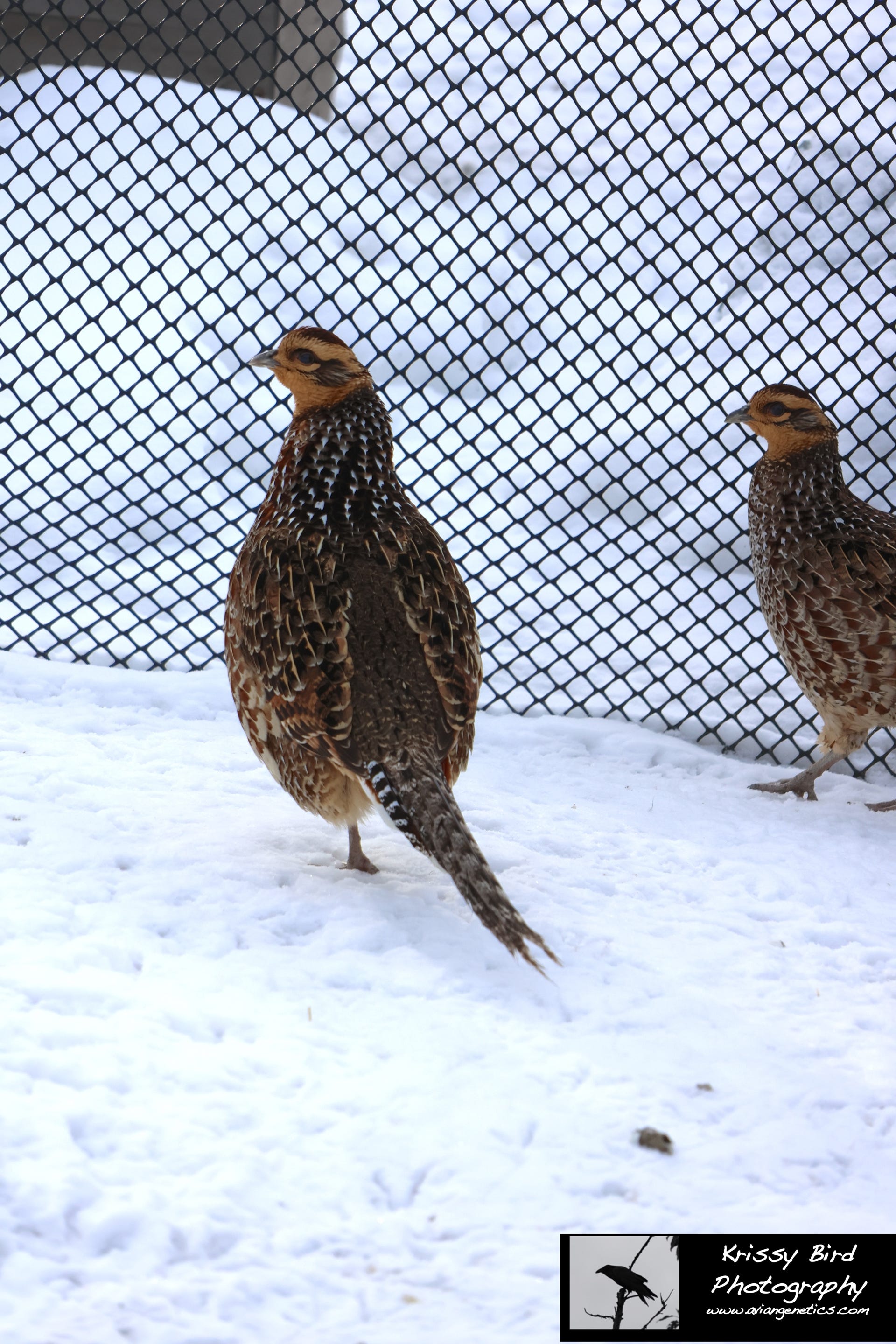 Pheasant Ridge - Reeves Pheasant Females