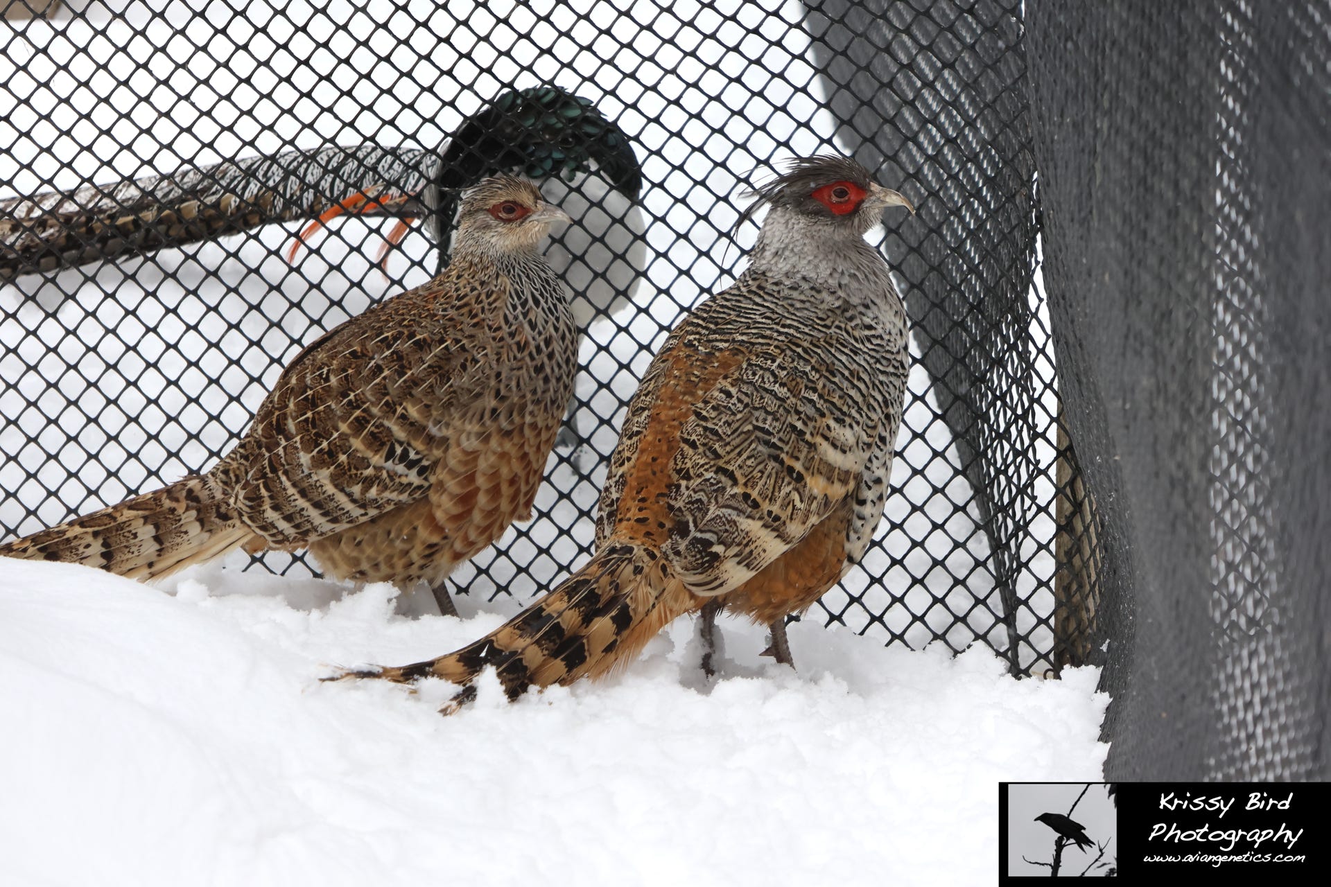 Pheasant Ridge - Cheer Pheasant Pair