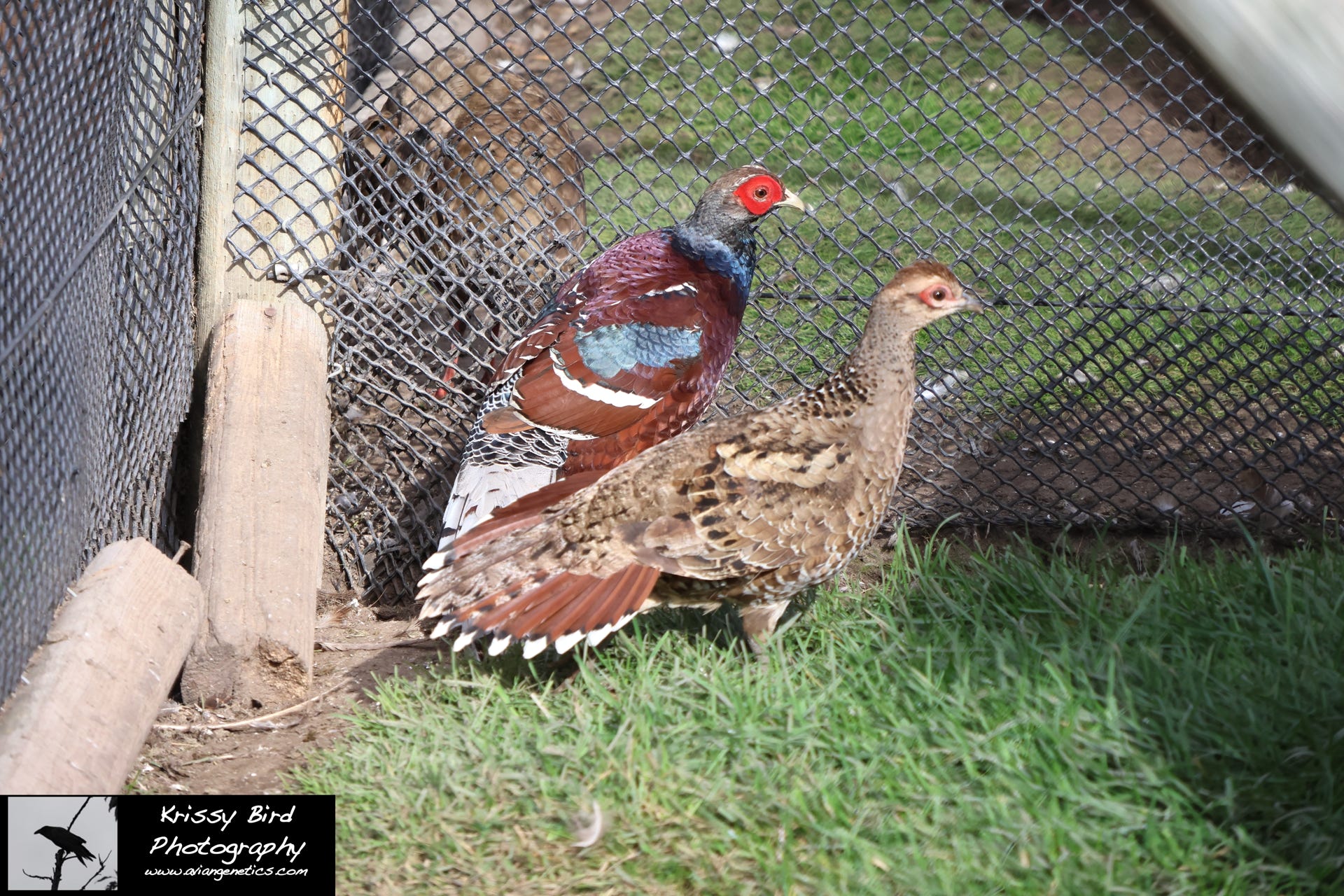 Pheasant Ridge - Humes Pheasant Pair