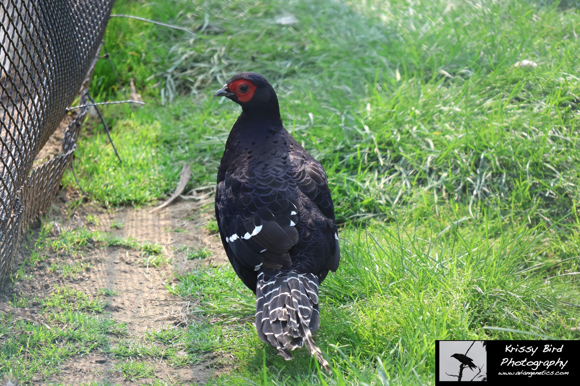 Pheasant Ridge - Mikado Pheasant Male