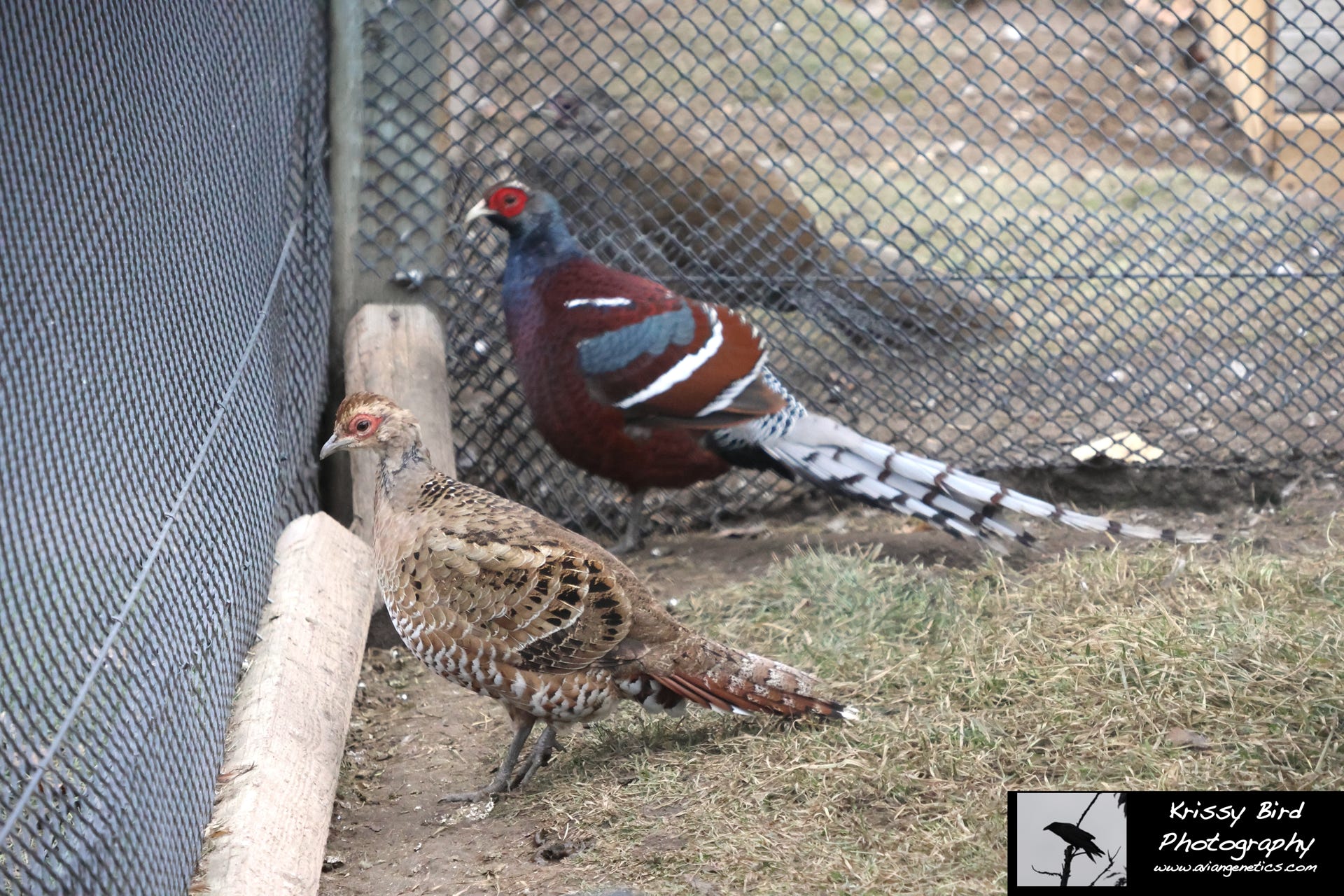 Pheasant Ridge - Humes Pheasant Pair