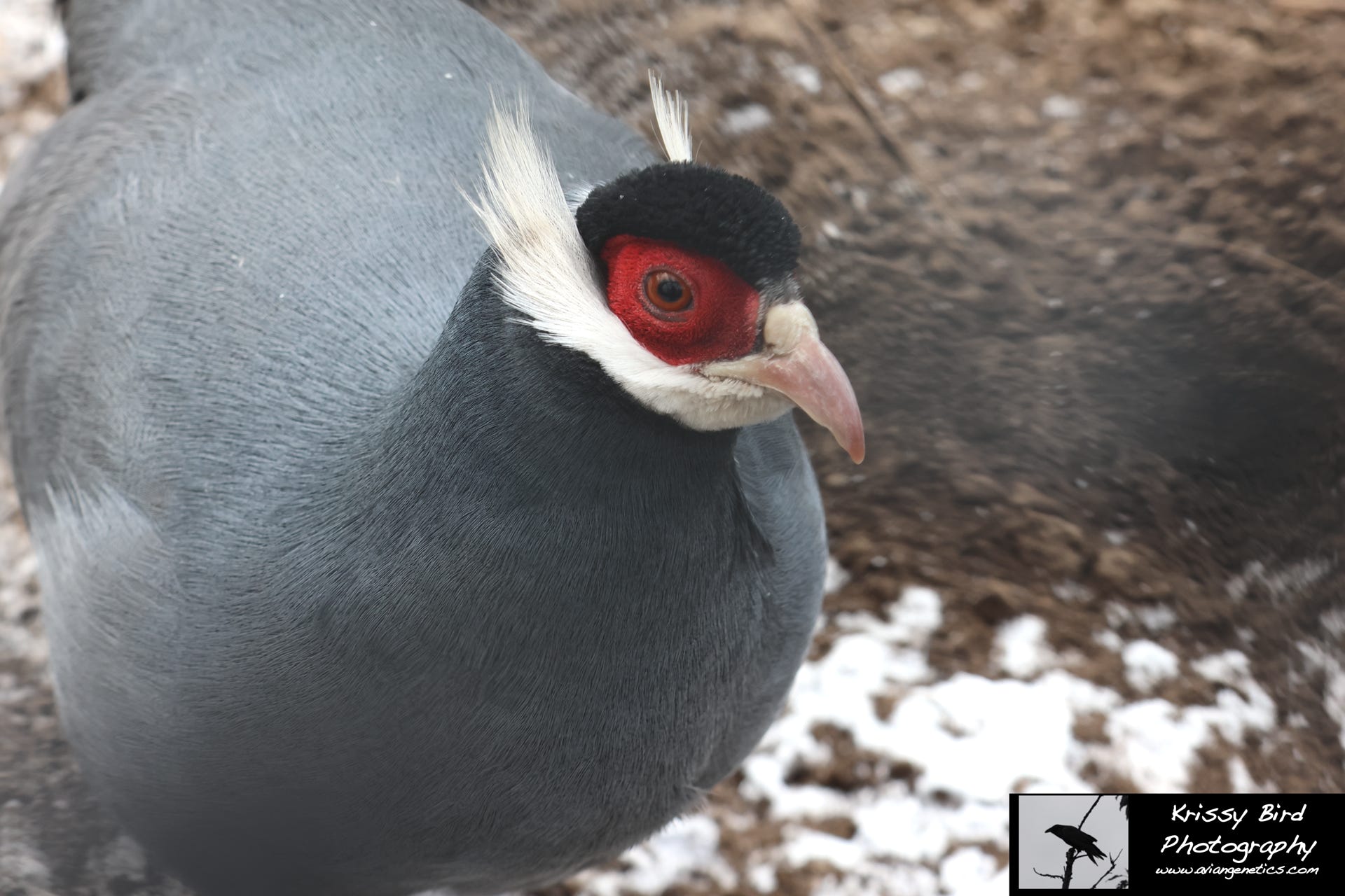 Pheasant Ridge Blue Eared Pheasant Female