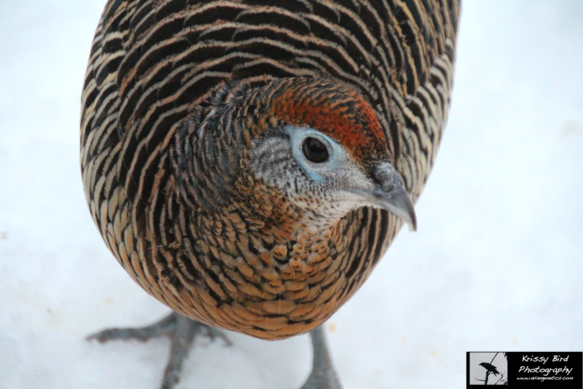 Pheasant Ridge - Amherst Pheasant Female