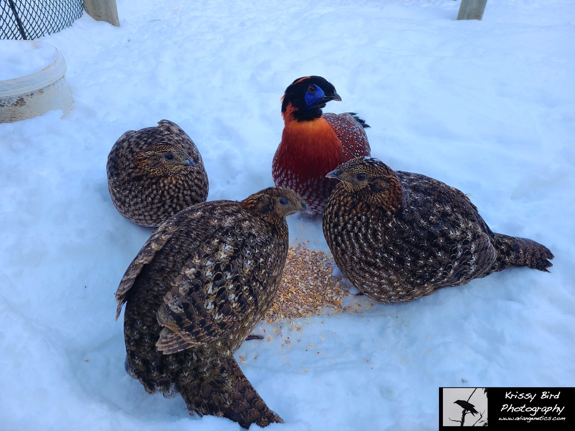 Pheasant Ridge - Temminck's Tragopan Pheasants