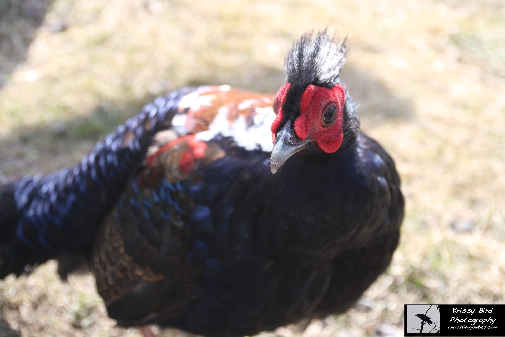 Pheasant Ridge - Young Swinhoe Pheasant Male