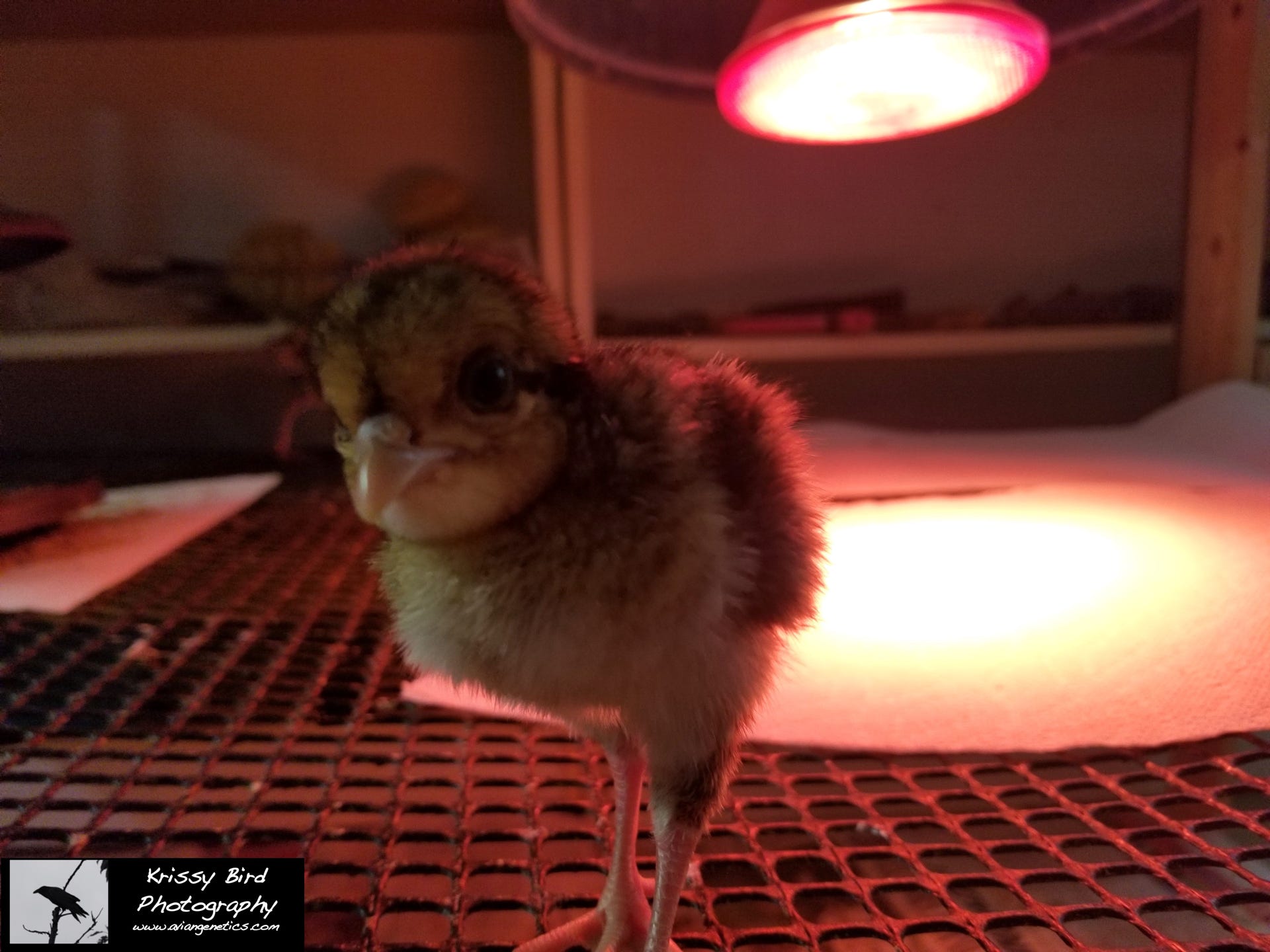 Pheasant Ridge - Brown Eared Pheasant Chick
