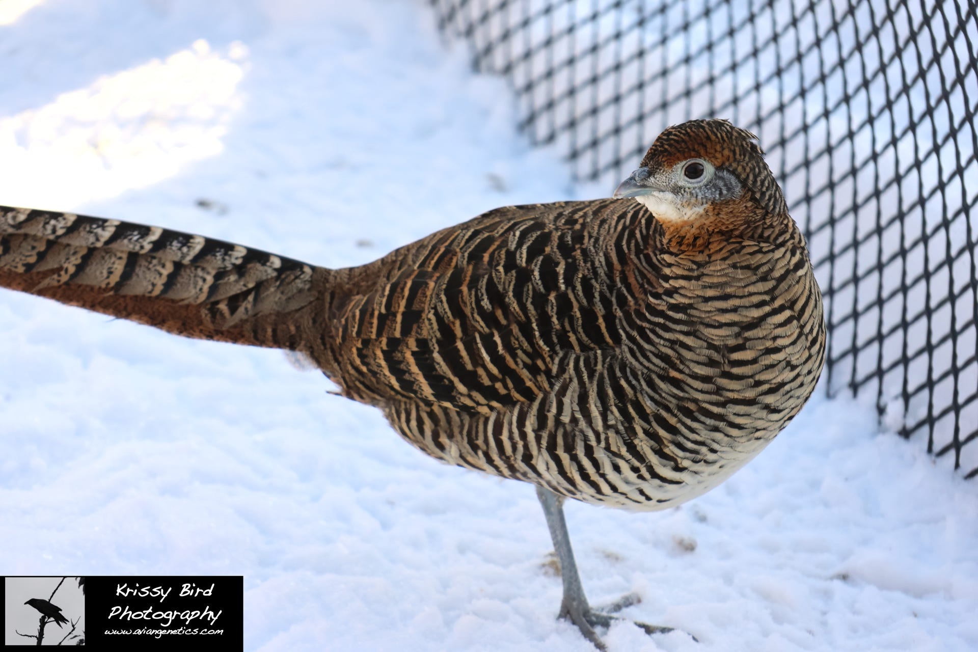 Pheasant Ridge - Amherst Pheasant Female
