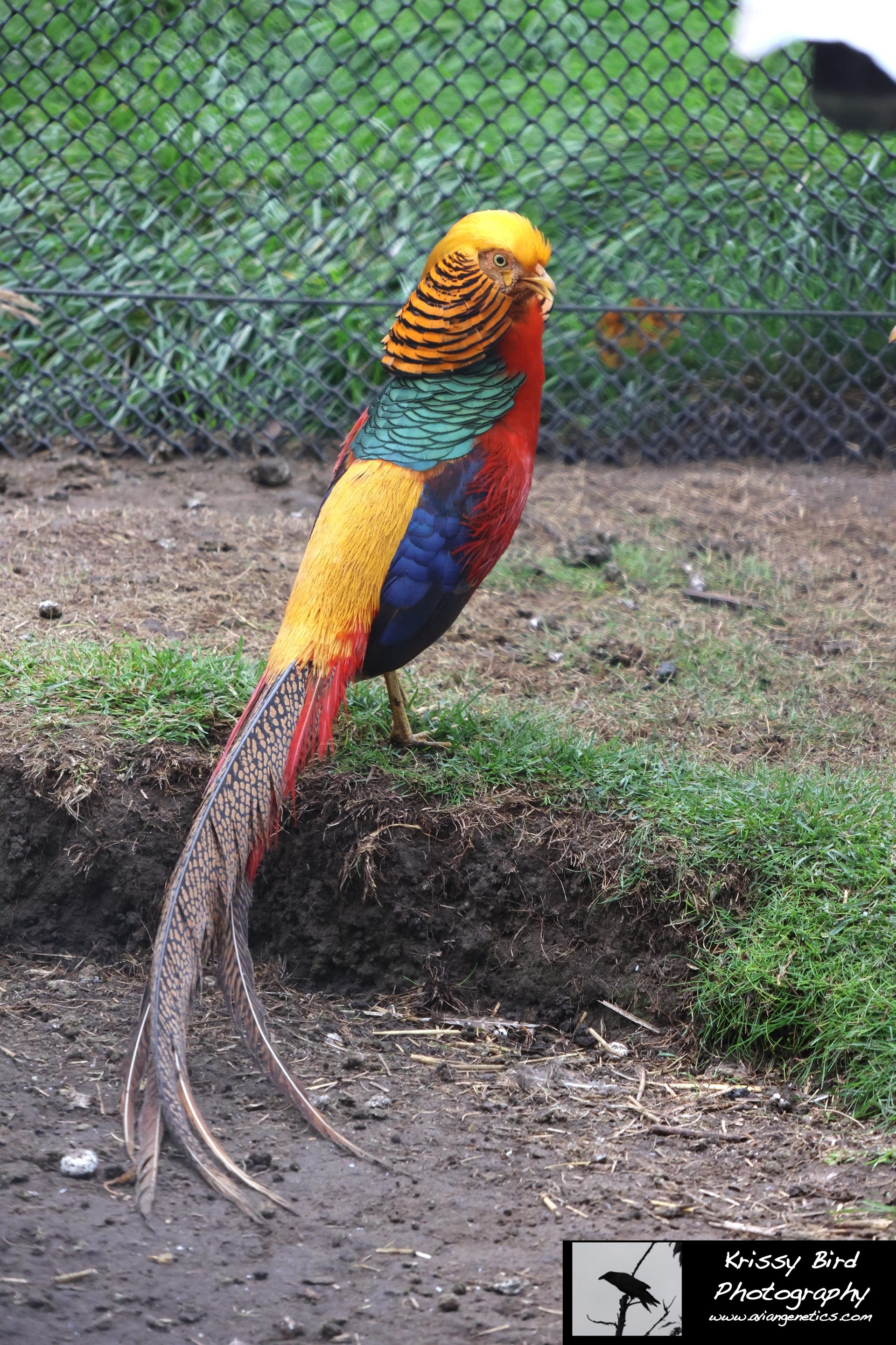Pheasant Ridge - Red Golden Pheasant Male
