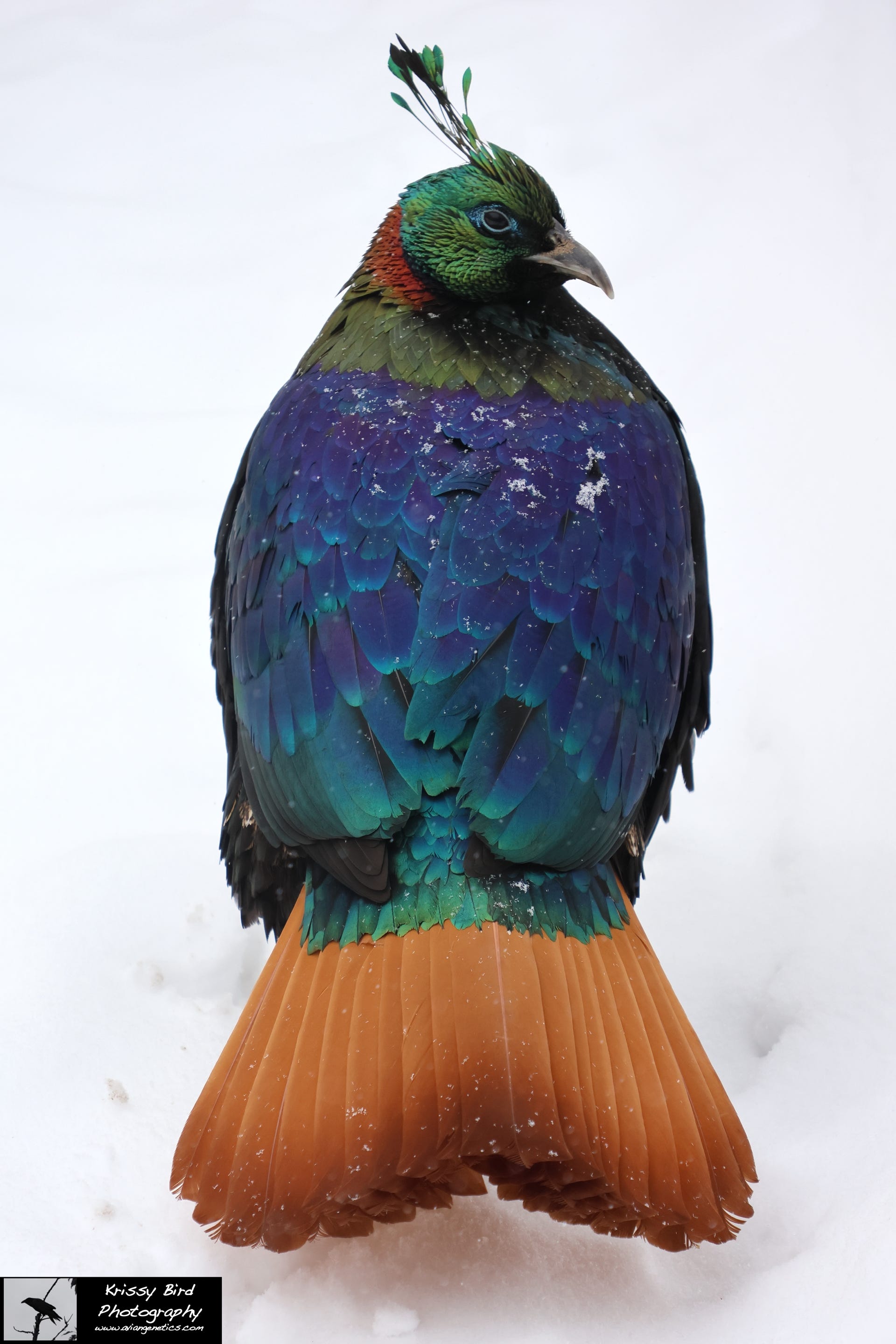 Pheasant Ridge - Impeyan Pheasant Male