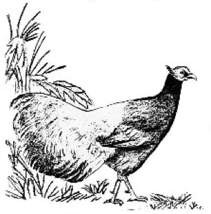 Pheasant Ridge Logo