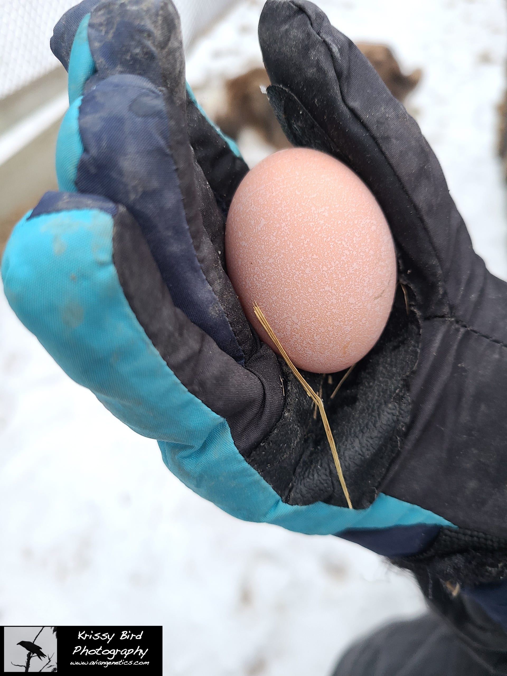 Pheasant Ridge - Silver Pheasant Egg