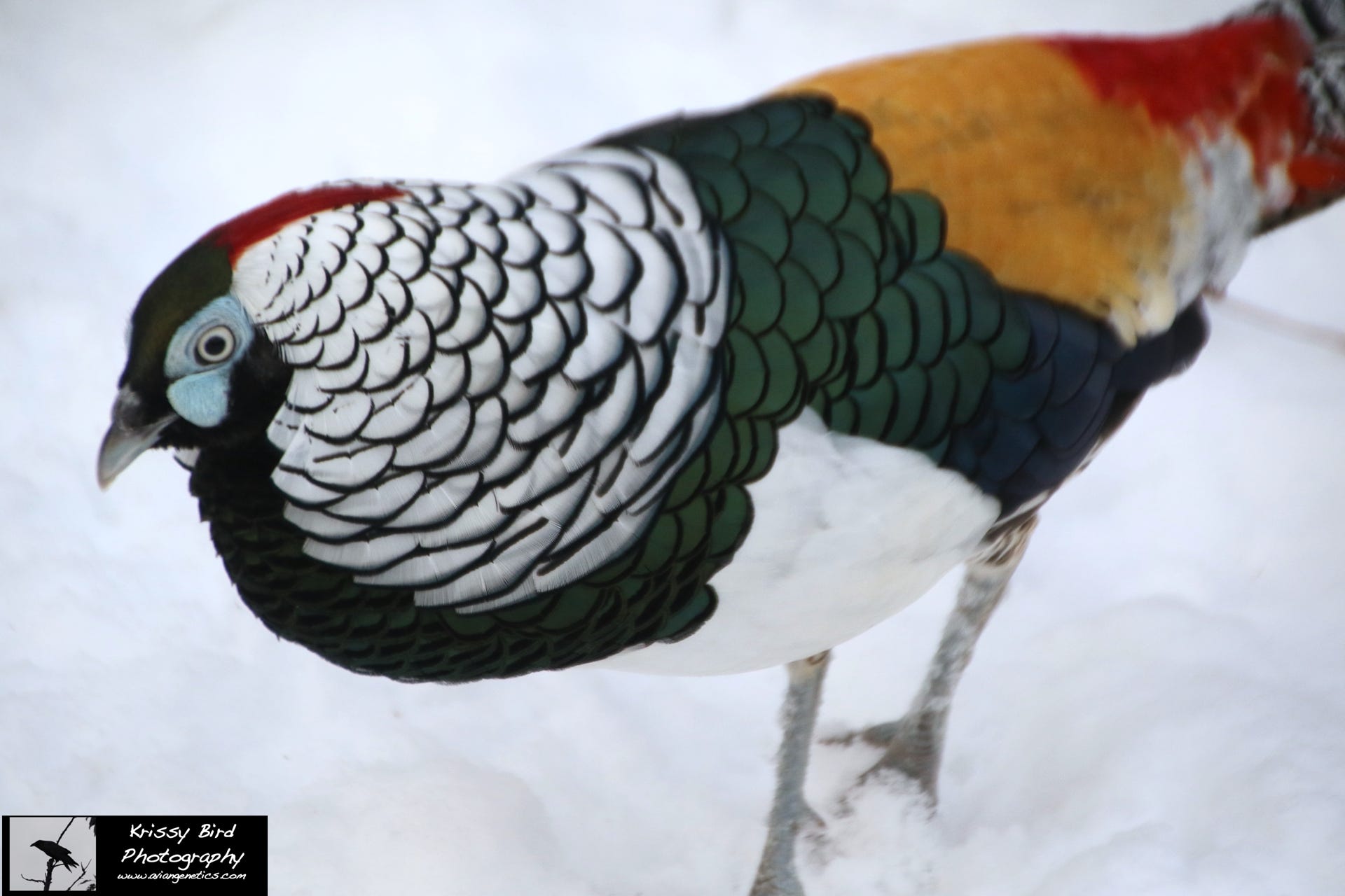 Pheasant Ridge - Amherst Pheasant Male
