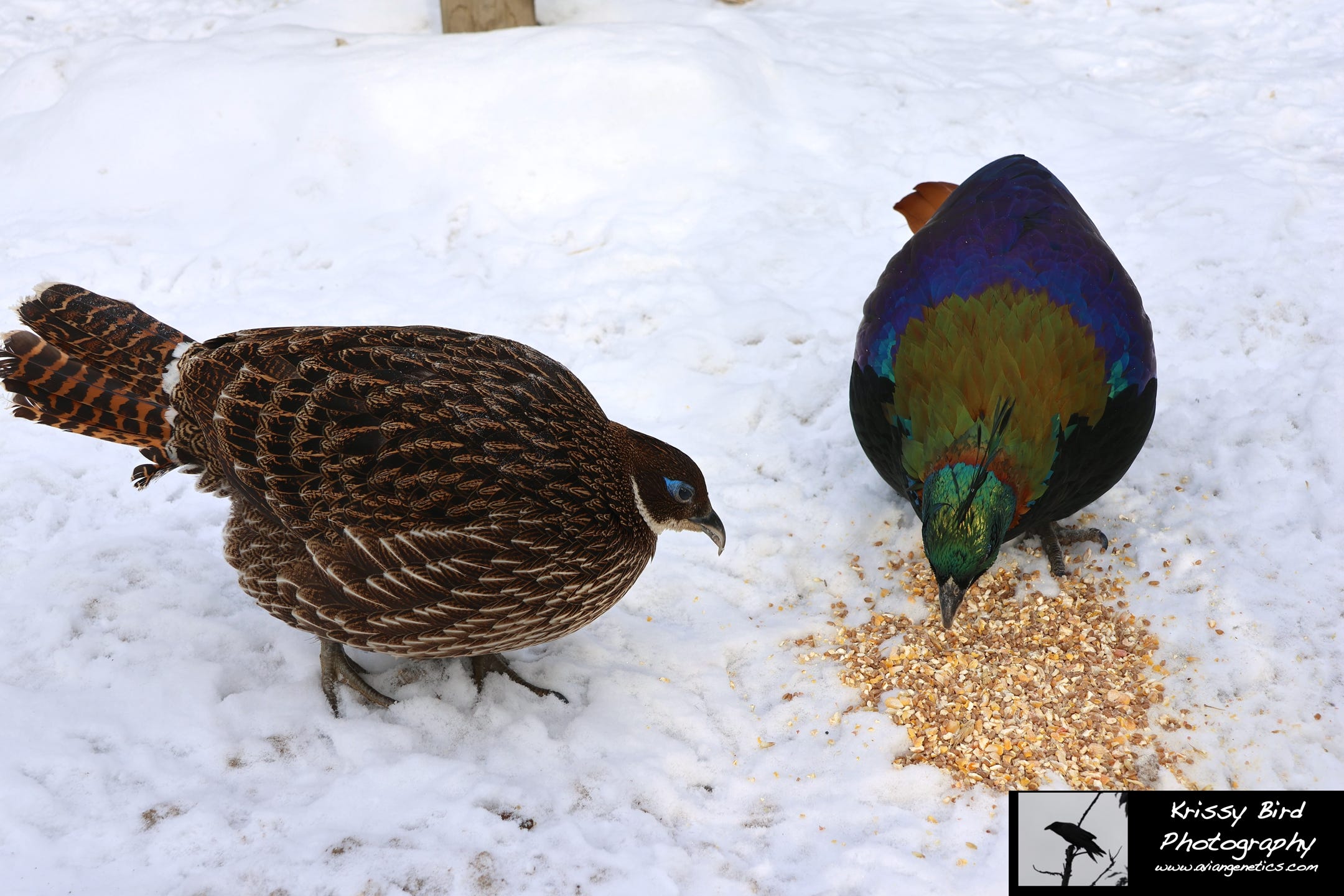 Pheasant Ridge - Impeyan Pheasant Pair