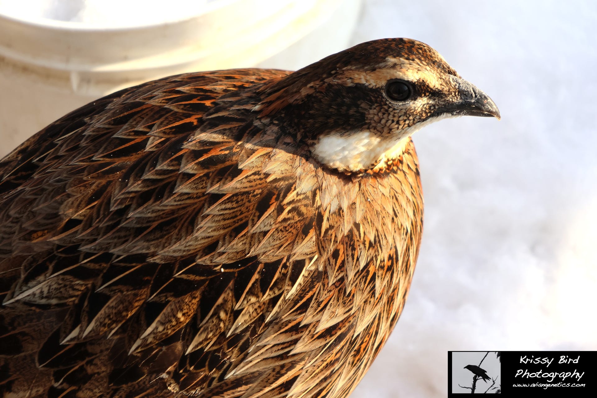 Pheasant Ridge - Koklass Female