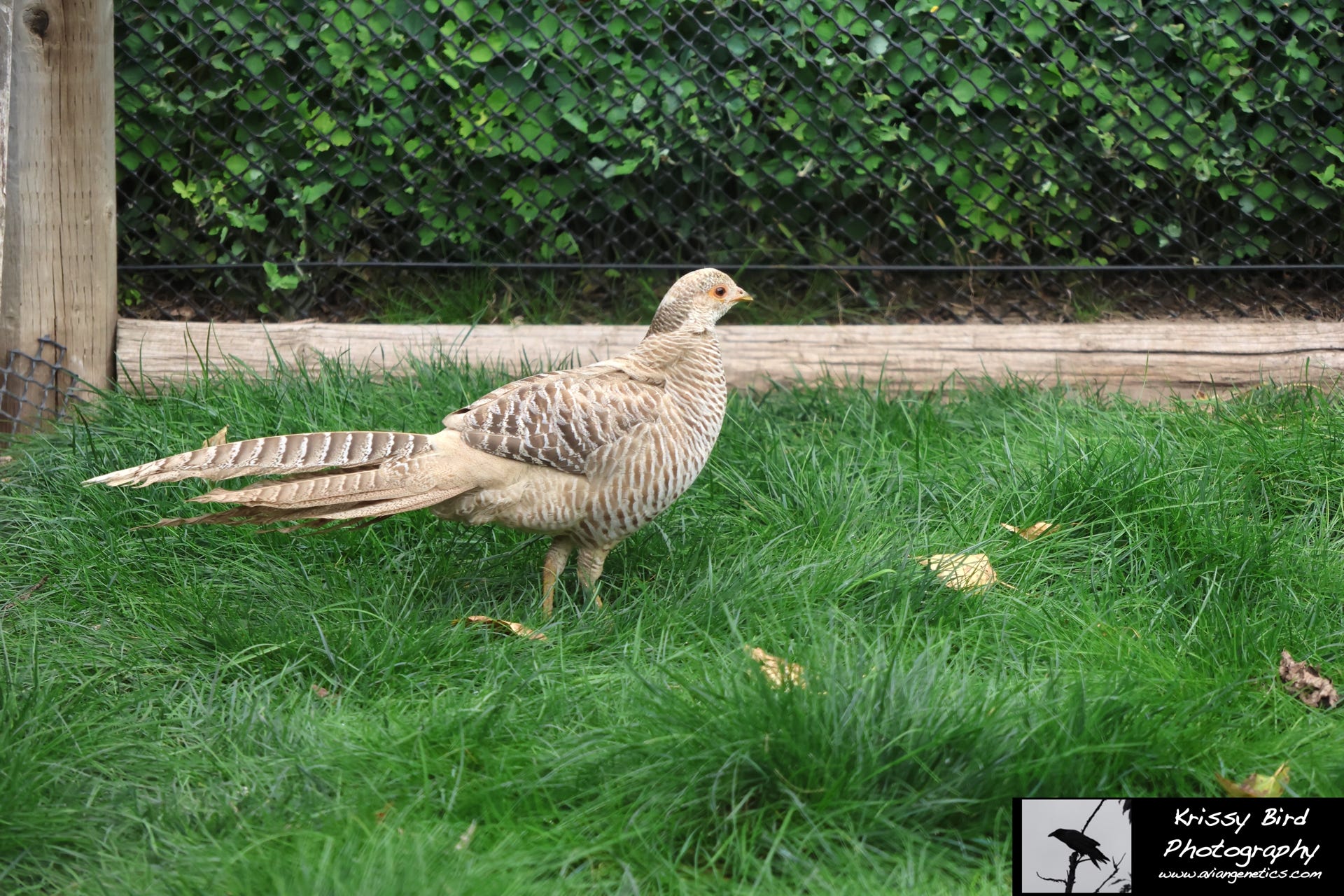 Pheasant Ridge - Yellow Golden Pheasant Female