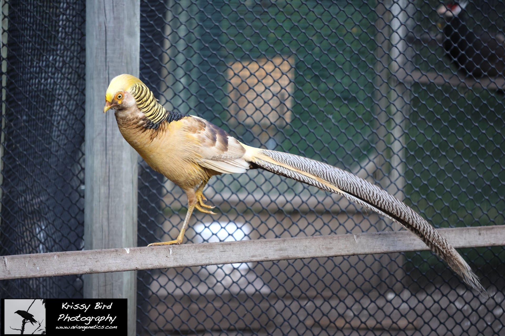 Pheasant Ridge - Yellow Flame Golden Pheasant Male