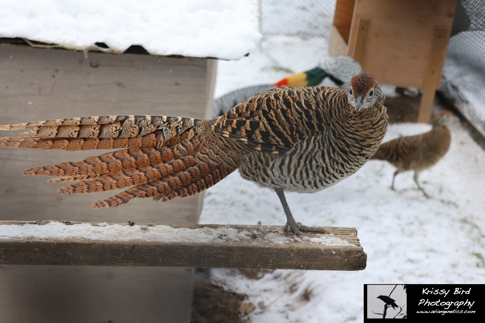 Pheasant Ridge - Amherst Pheasant Female