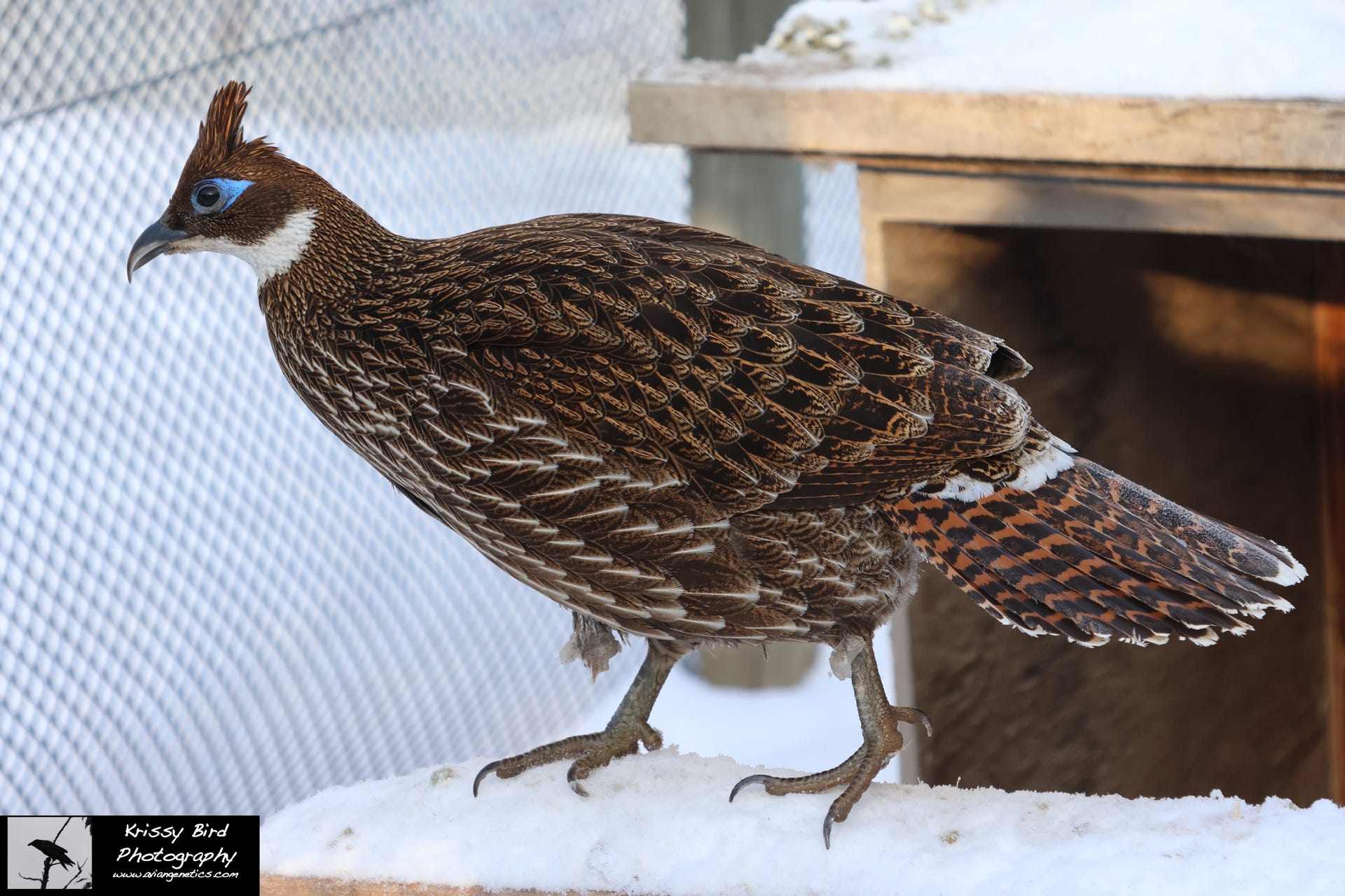 Pheasant Ridge - Impeyan Pheasant Female