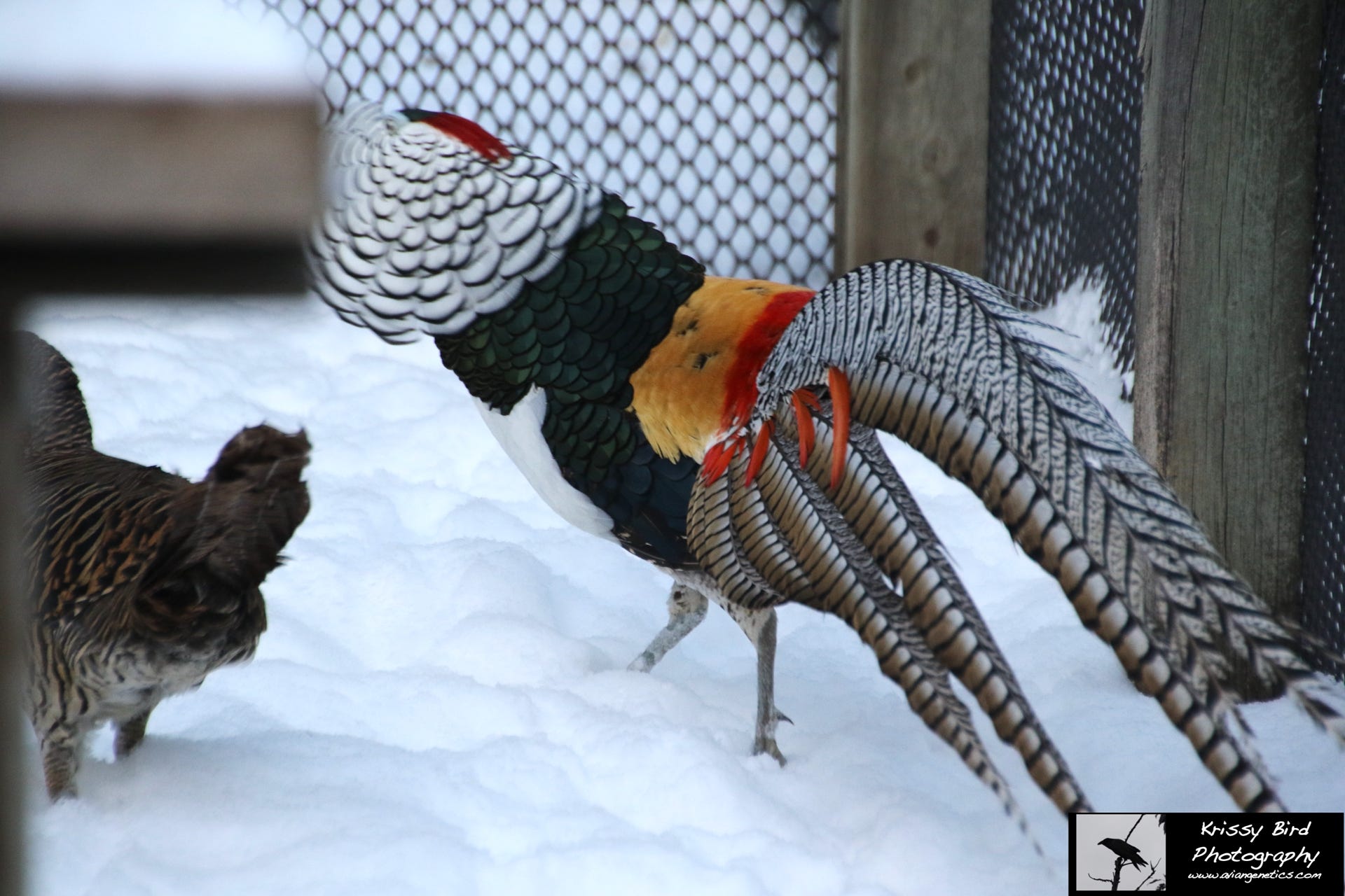 Pheasant Ridge - Amherst Pheasant Male Displaying