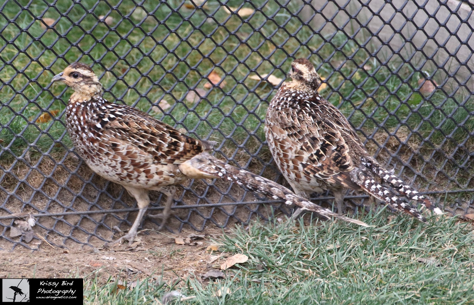 Pheasant Ridge Reeves Pheasant Female