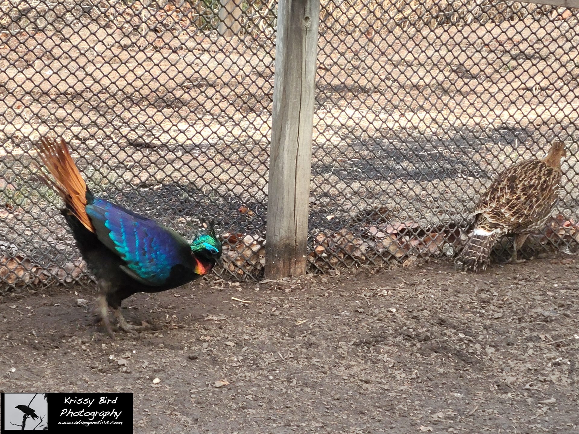 Pheasant Ridge - Impeyan Pheasant Pair