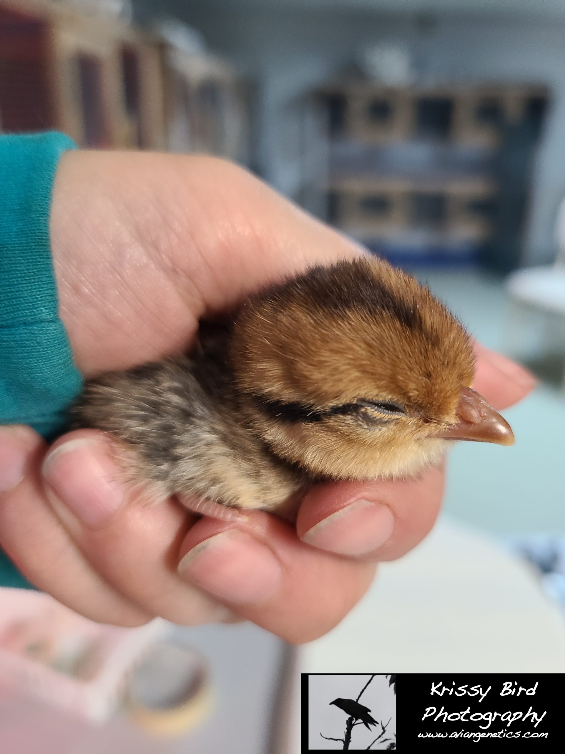 Pheasant Ridge - Reeves Pheasant Chick