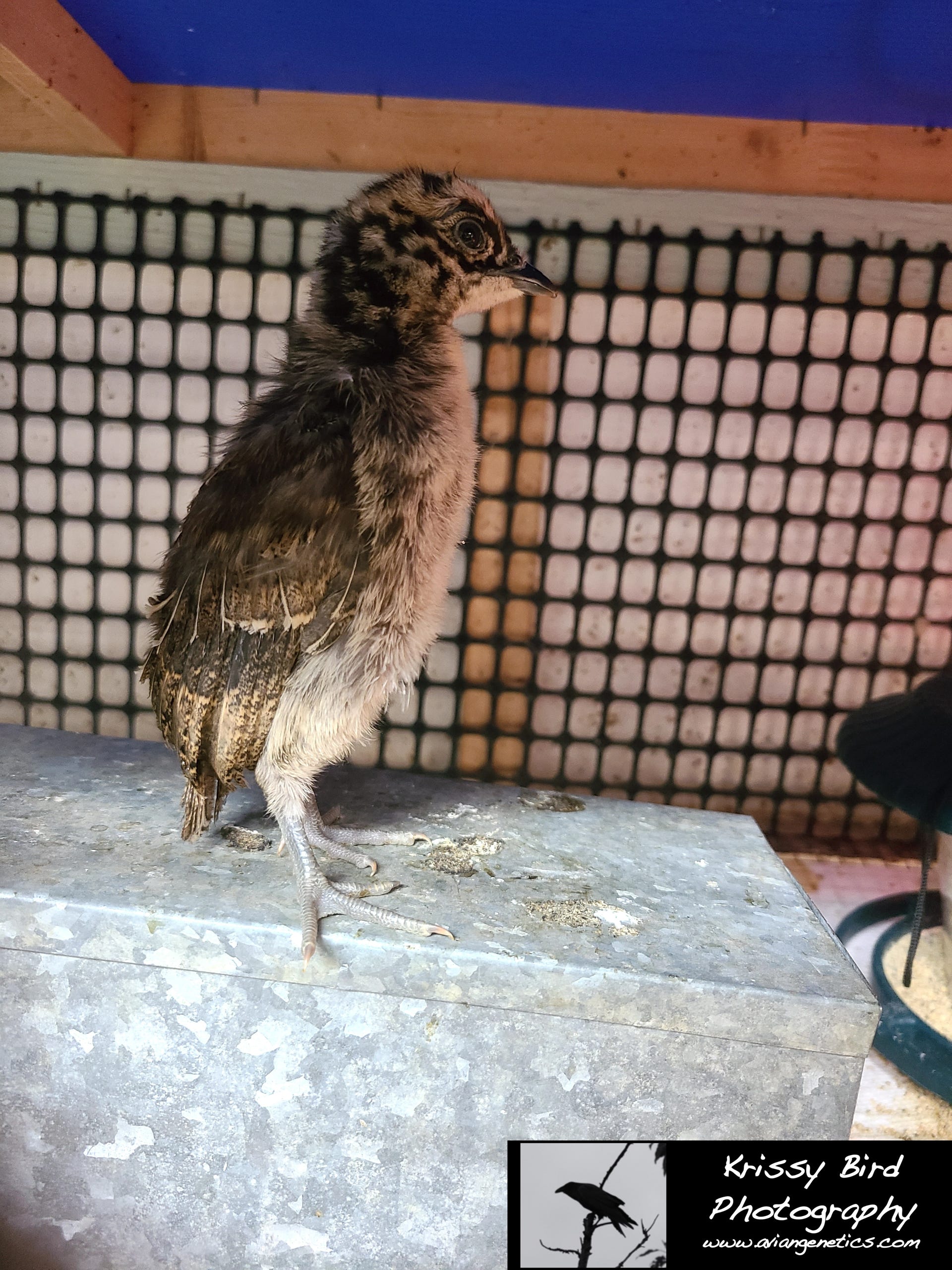 Pheasant Ridge - Impeyan Pheasant Chick