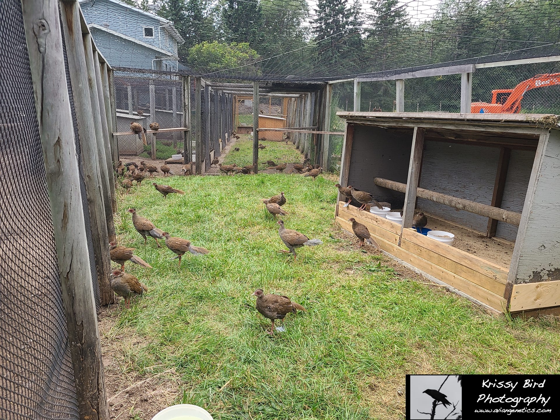 Pheasant Ridge - Silver Pheasant Chicks
