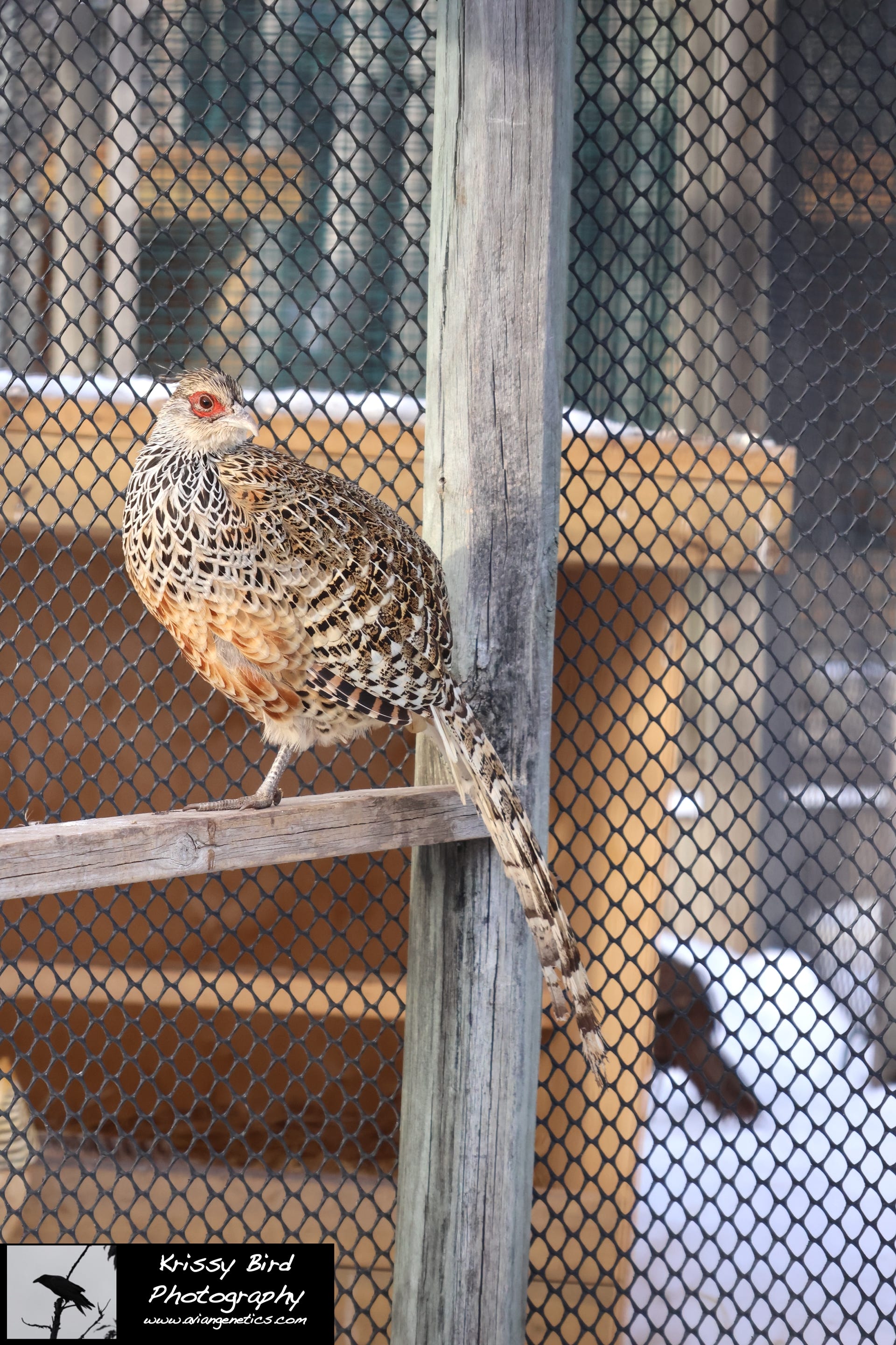 Pheasant Ridge - Cheer Pheasant Female