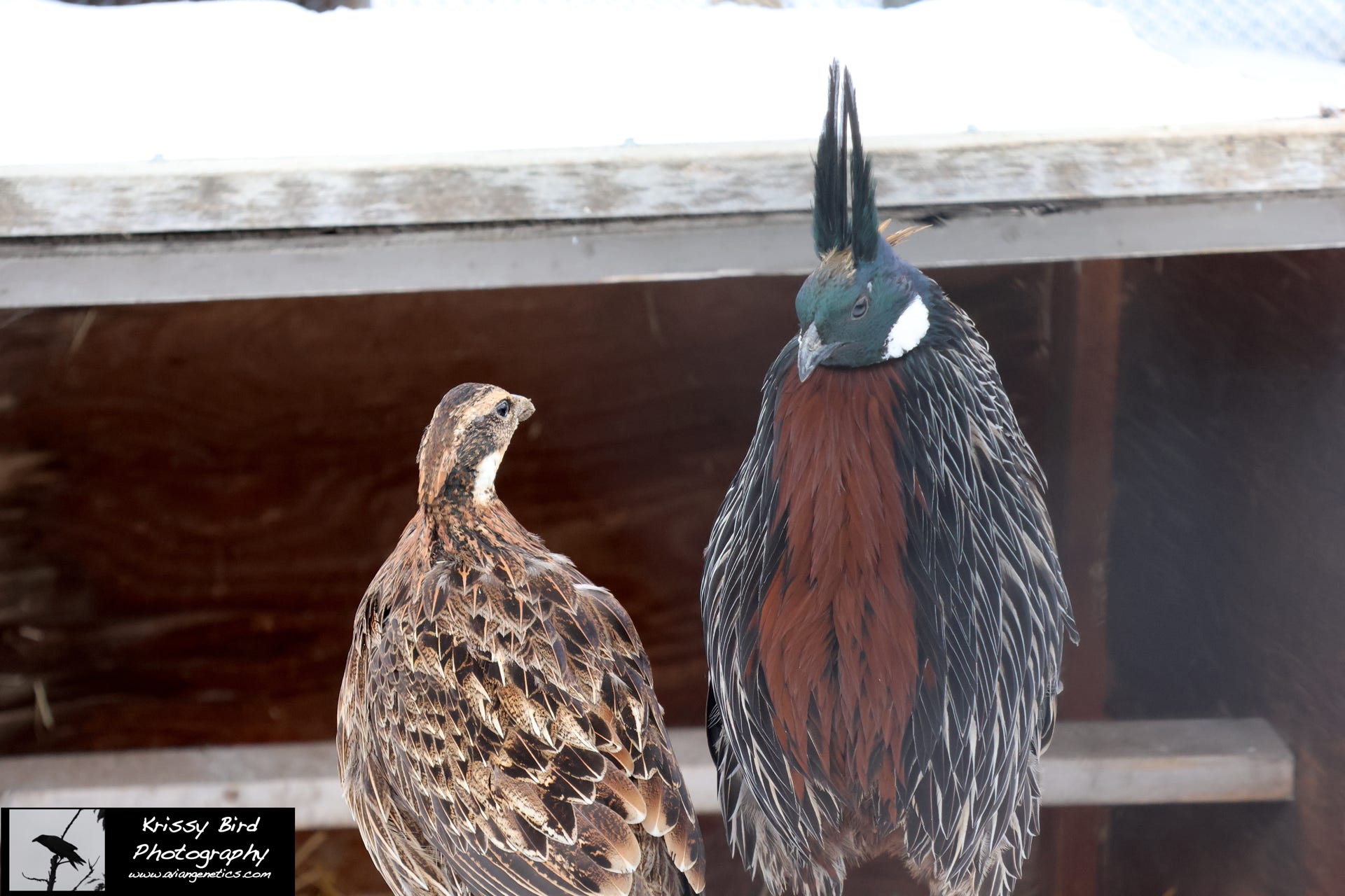 Pheasant Ridge - Koklass Pair