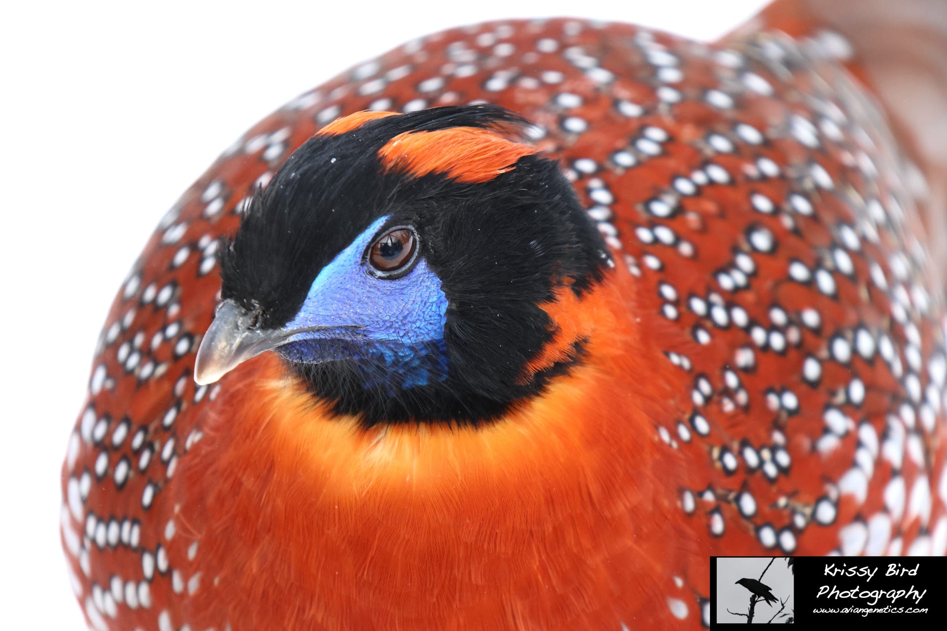 Pheasant Ridge Temminck's Tragopan Pheasant Male