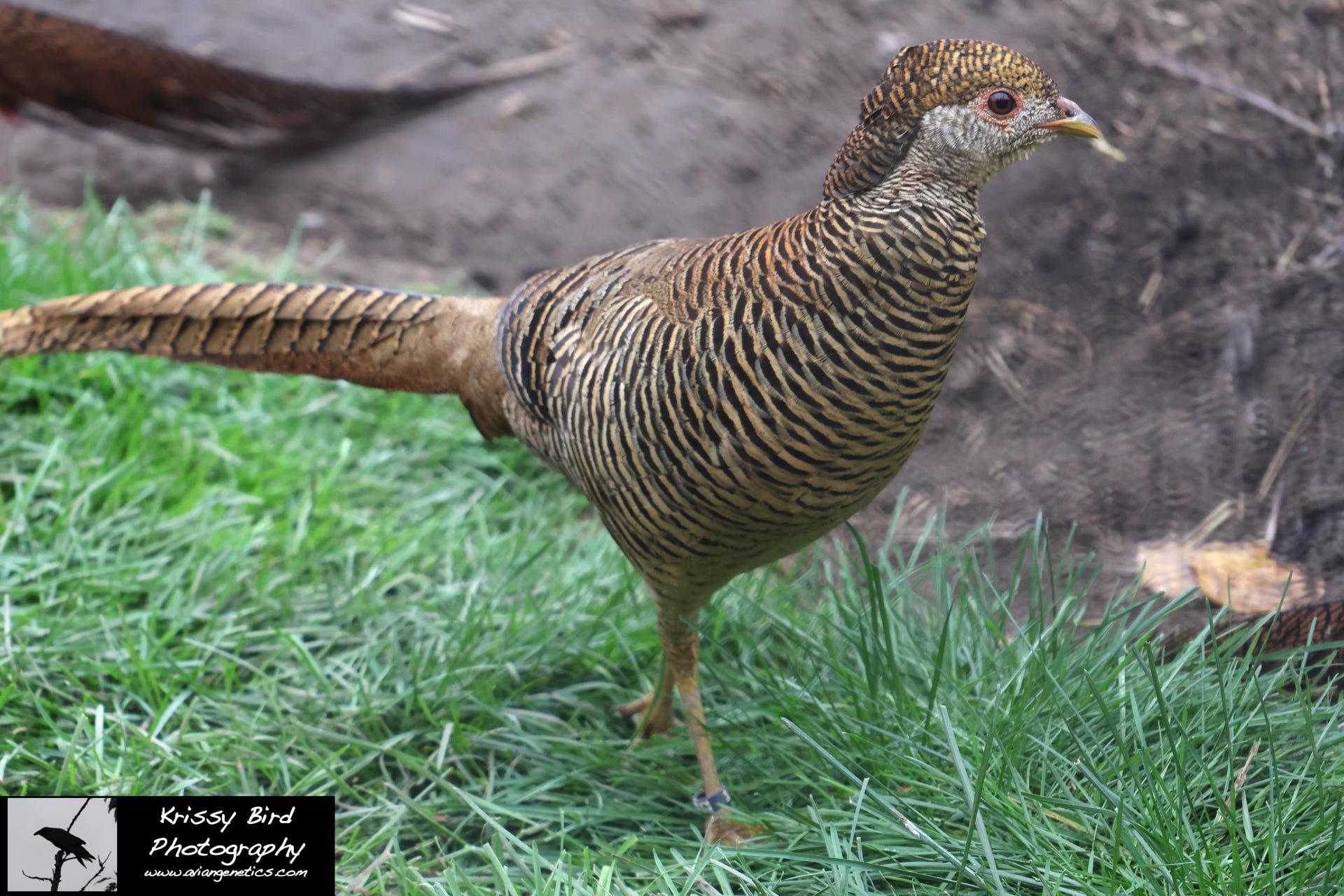 Pheasant Ridge Red Golden Pheasant Female