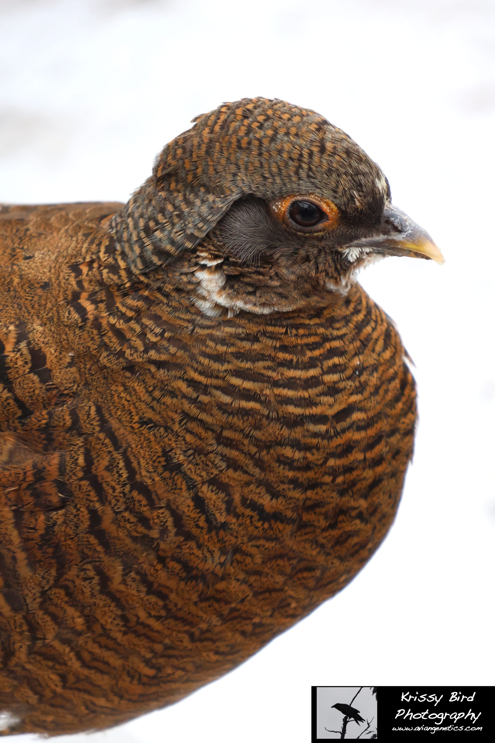 Pheasant Ridge - Flame Golden Pheasant Female